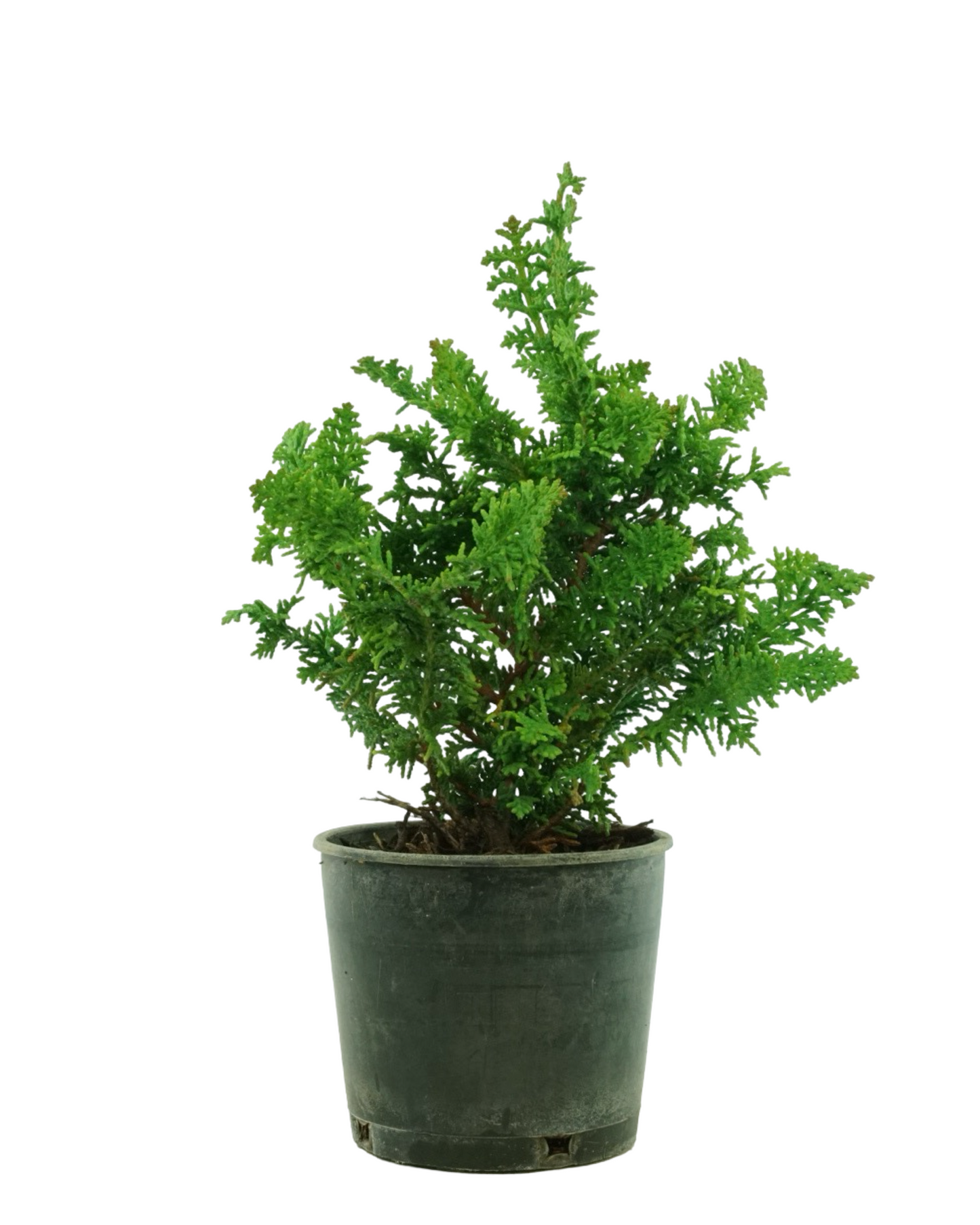 Chamaecyparis obtusa 'Filicoides Compacta'