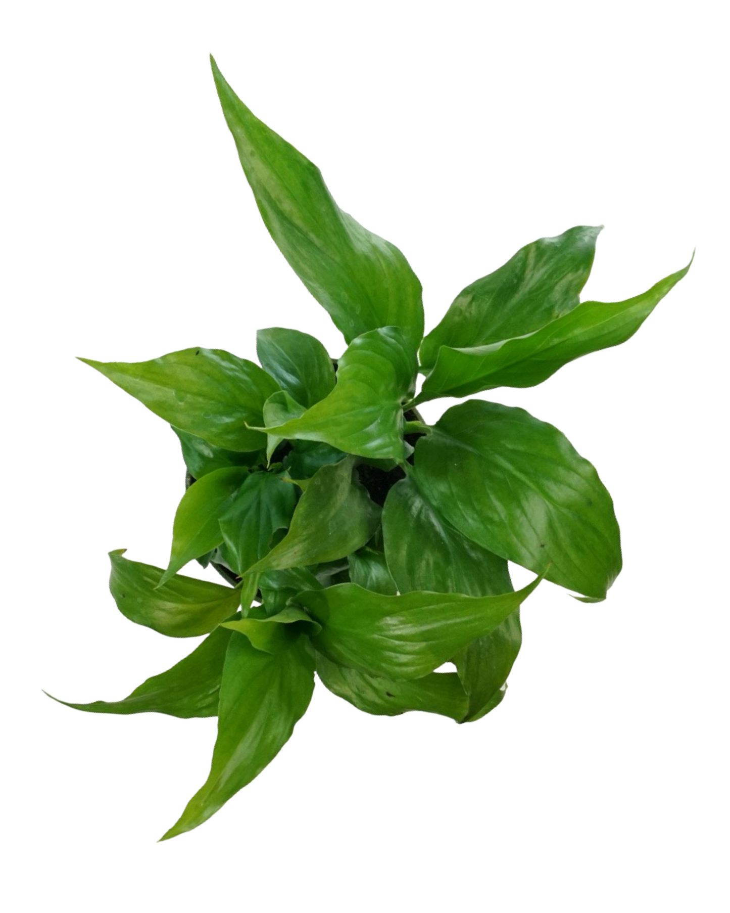 Spathiphyllum wallisii