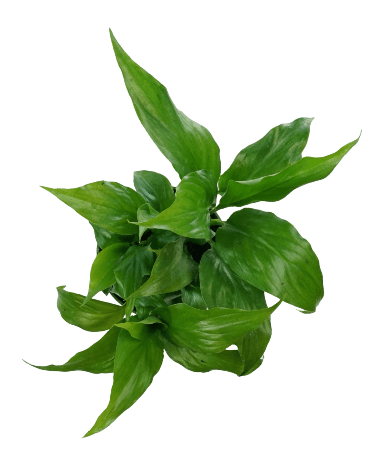 Spathiphyllum wallisii - The Garden Corner
