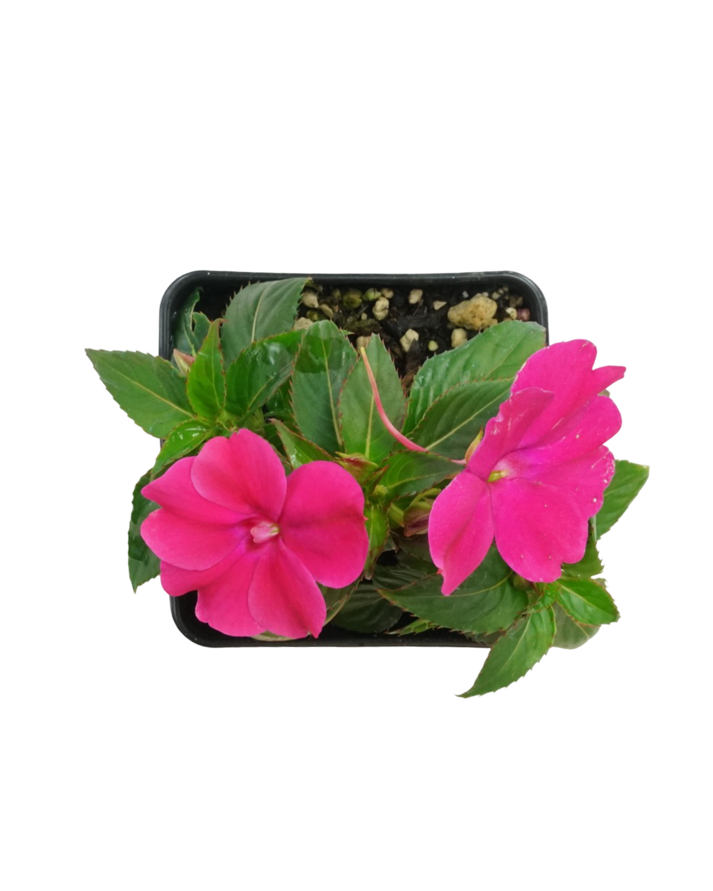 Sunpatiens 'Compact Rose Glow' - Annuals
