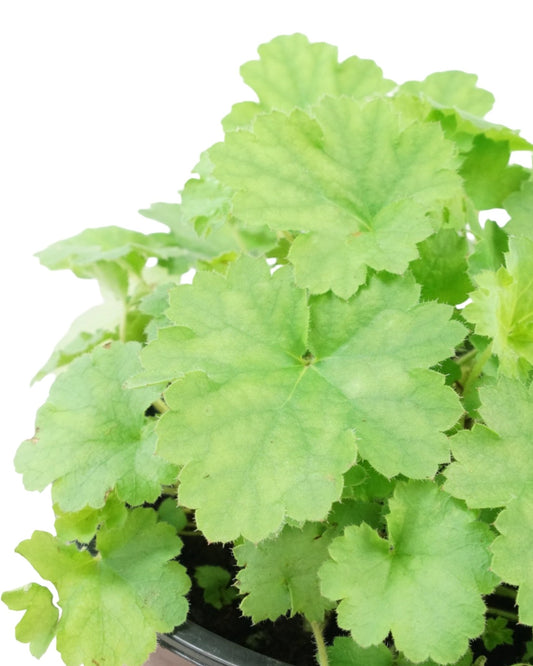 Heuchera 'Ruby Bells' - The Garden Corner