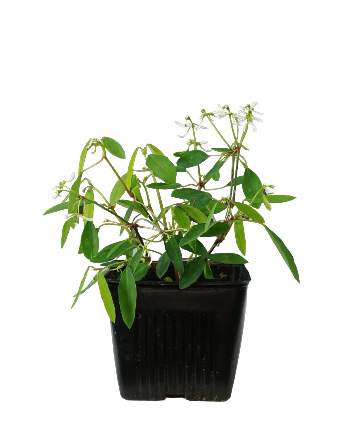 Euphorbia Breathless® ‘White’