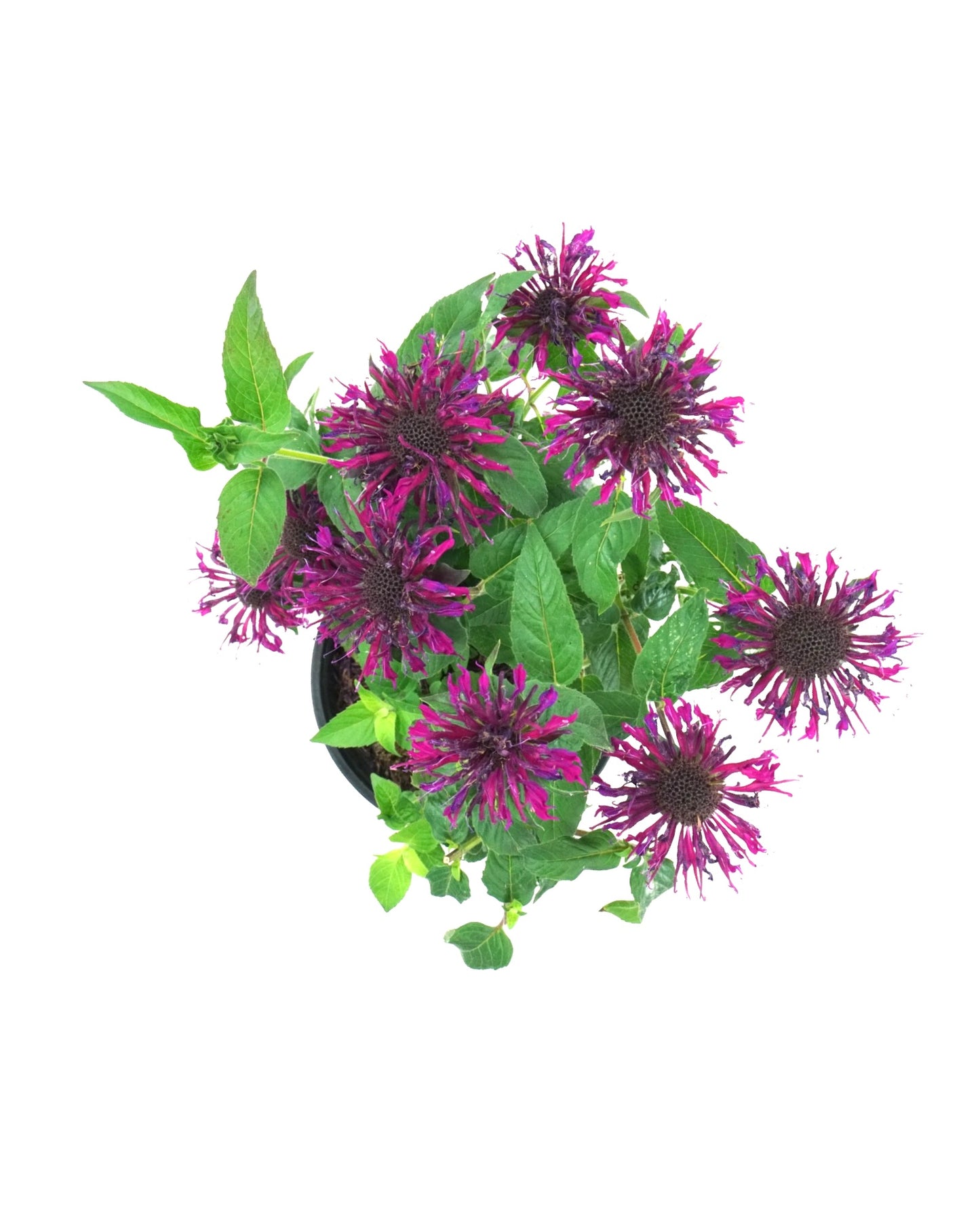 Monarda 'Balmy Lilac'