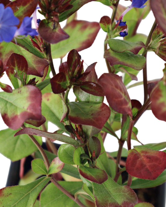 Ceratostigma plumbaginoides - Perennials