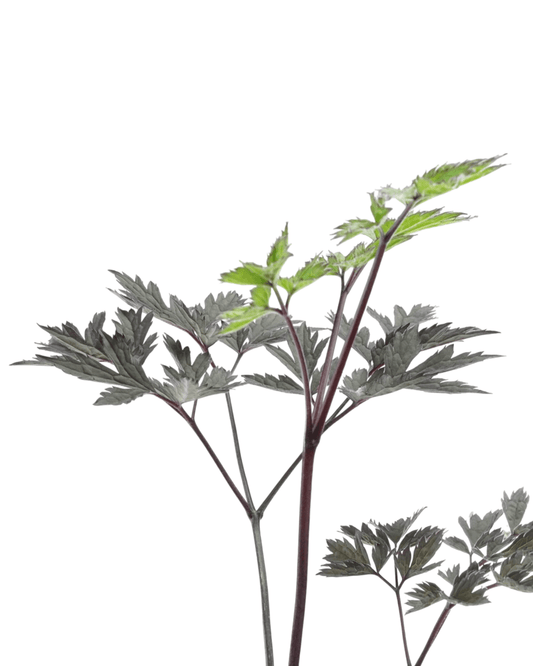 Actaea simplex 'Hillside Black Beauty' - The Garden Corner