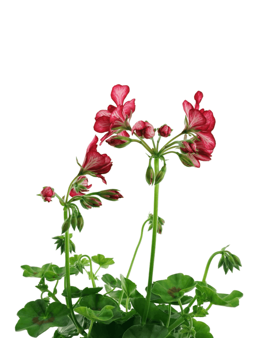 Geranium Ivy Focus™ 'Red Ice' - The Garden Corner