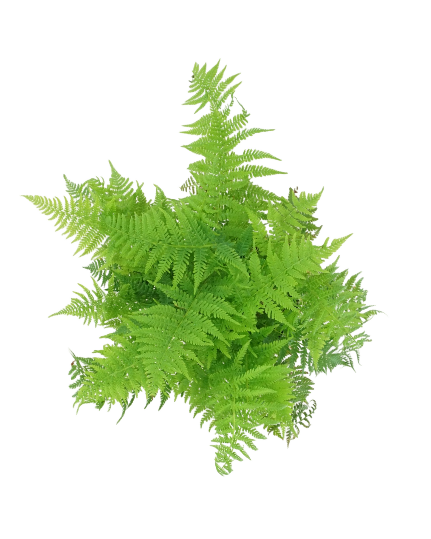 Athyrium filix-femina 'Lady in Red'