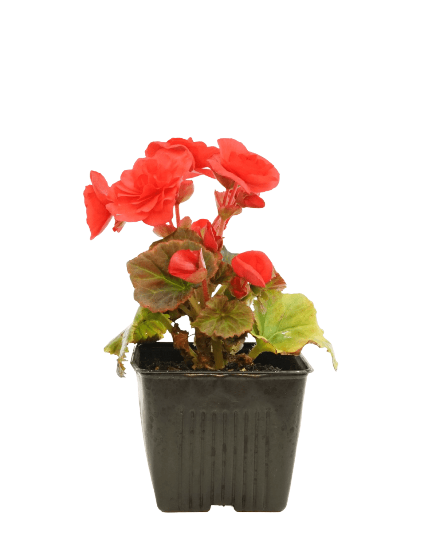 Solar Begonia Red Orange Improved - The Garden Corner