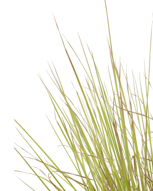 Schizachyrium scoparium 'Standing Ovation' - The Garden Corner