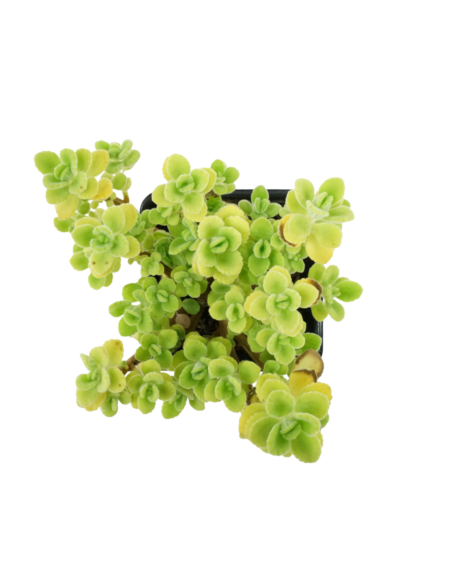 Plectranthus 'Cuban Oregano'