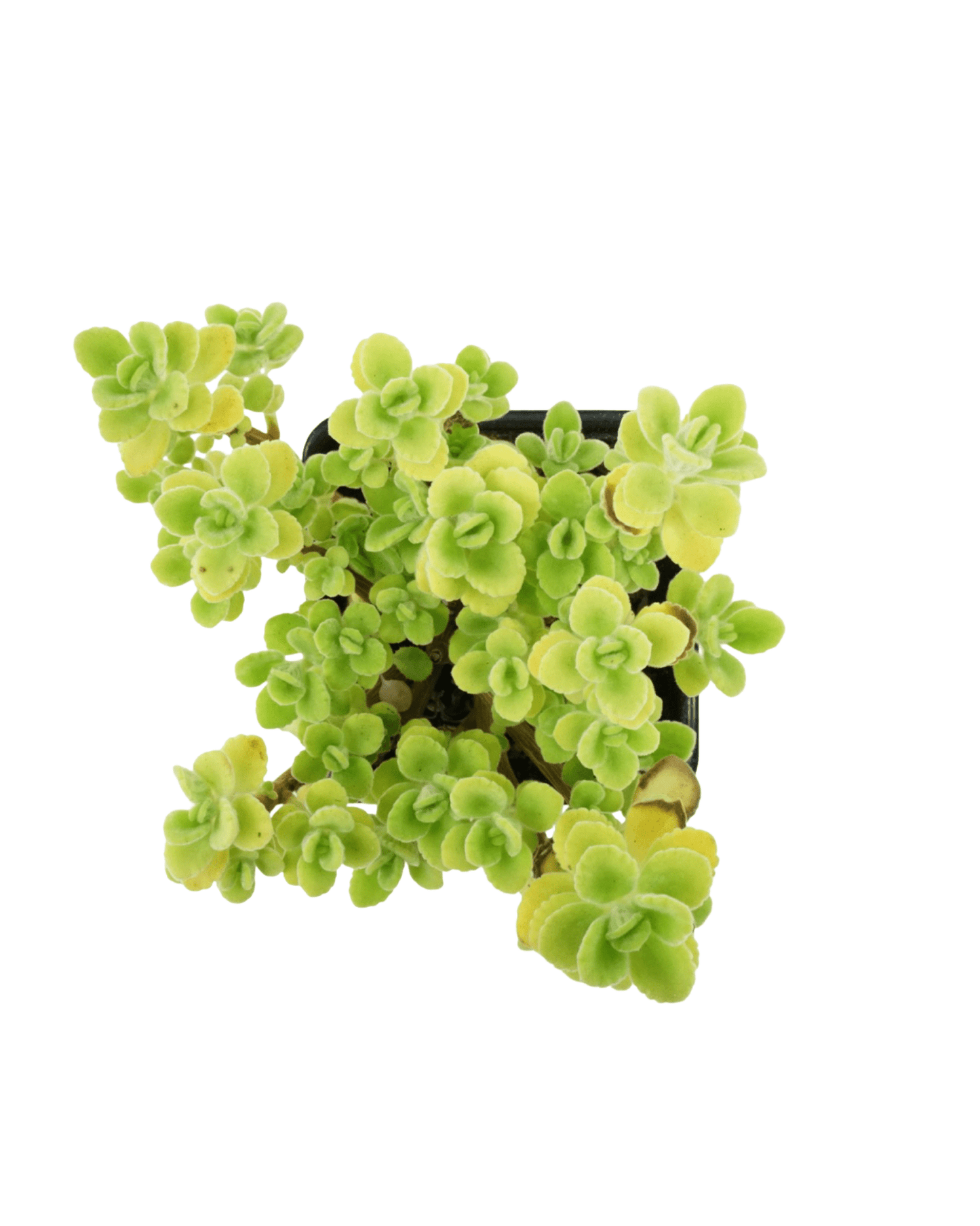 Plectranthus 'Cuban Oregano' - The Garden Corner