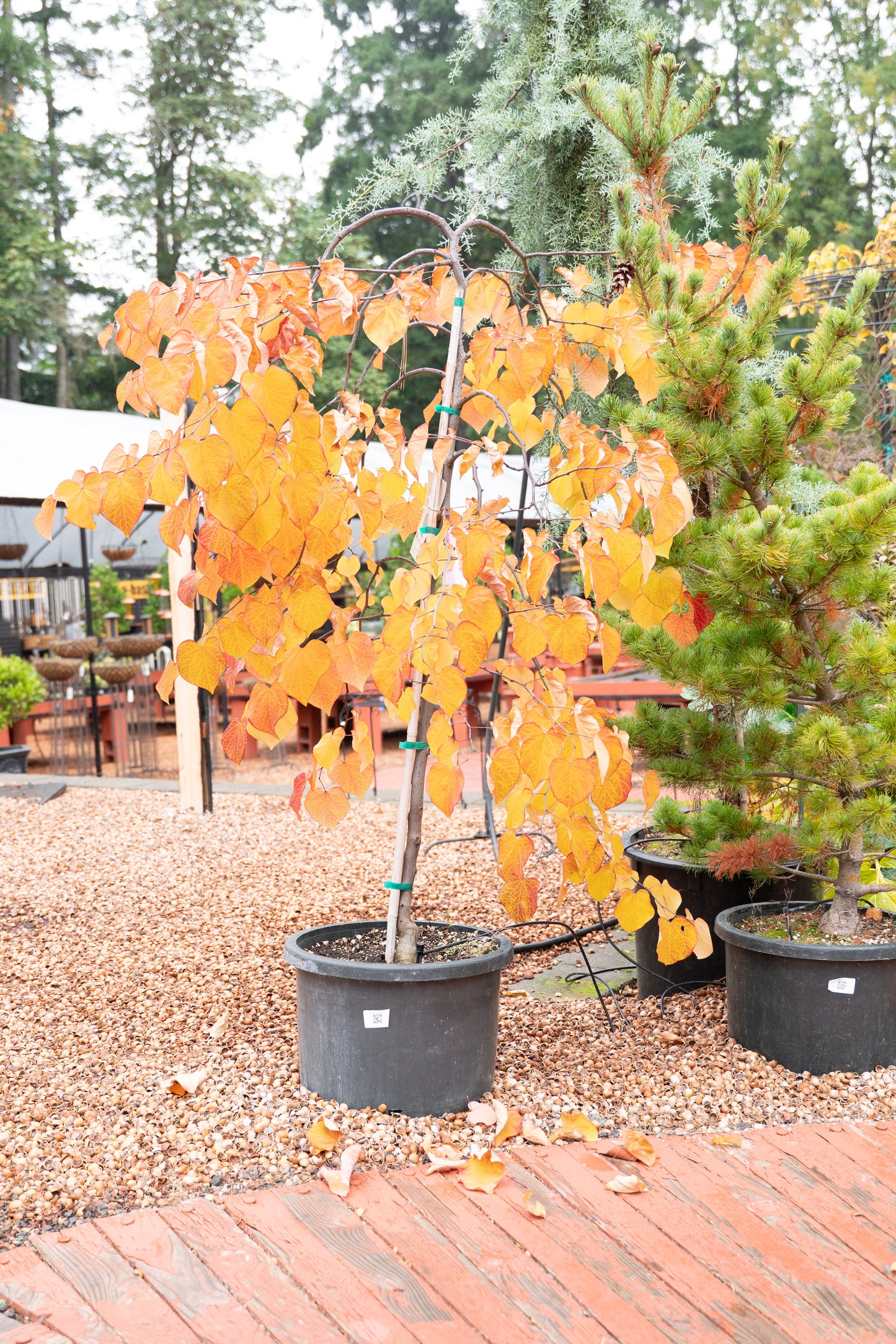Cercis canadensis 'Ruby Falls - Trees