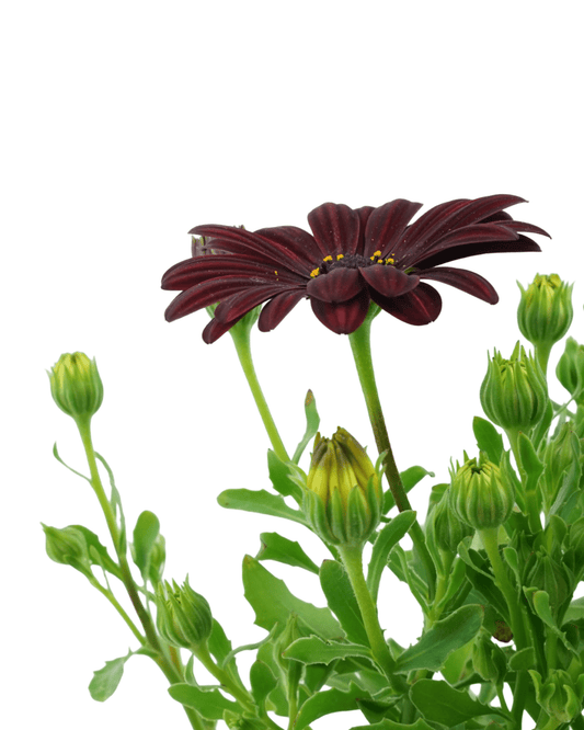 Osteospermum 'Serenity Red' - The Garden Corner