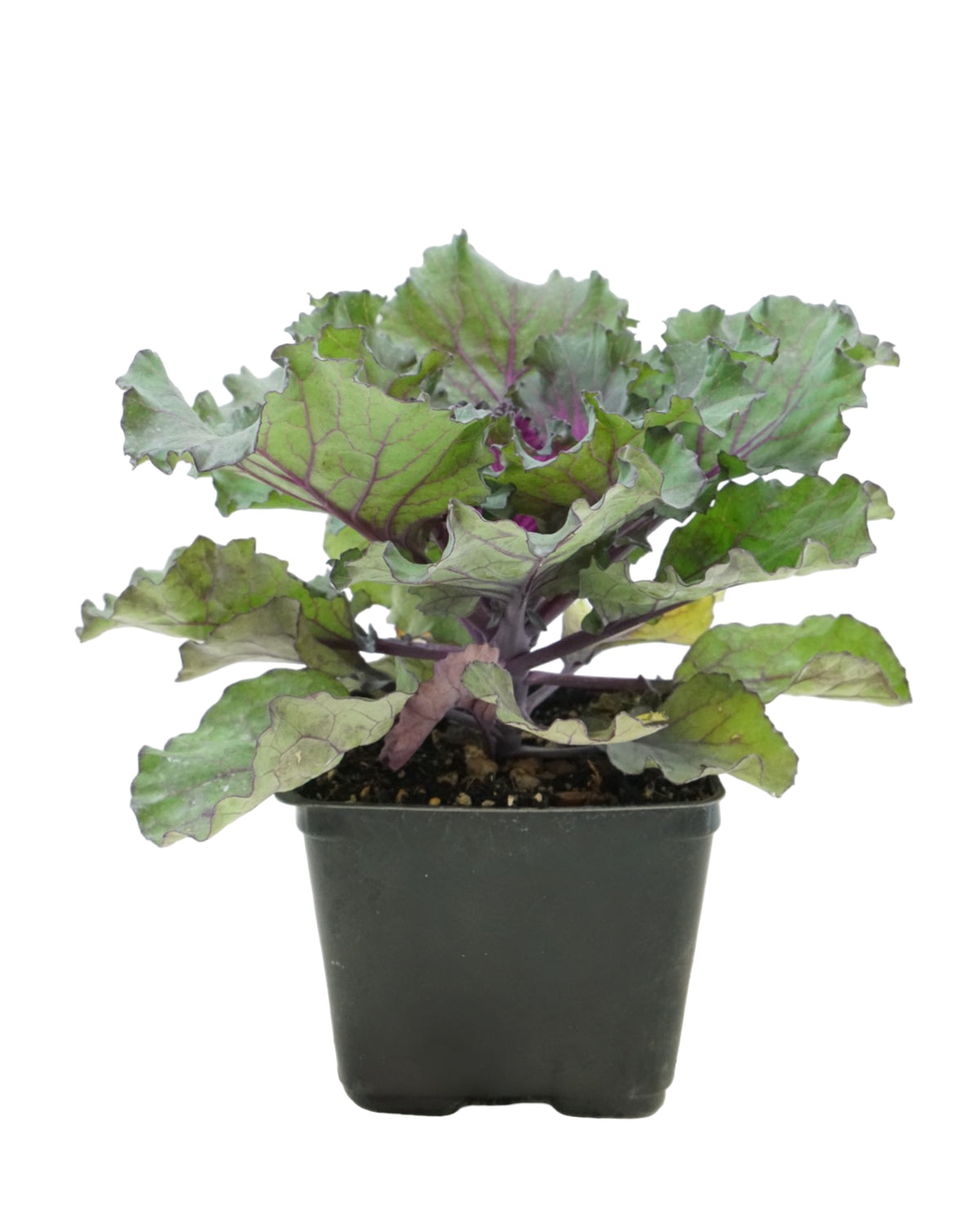 Cabbage 'Osaka IQ Red' - Seasonal Plant
