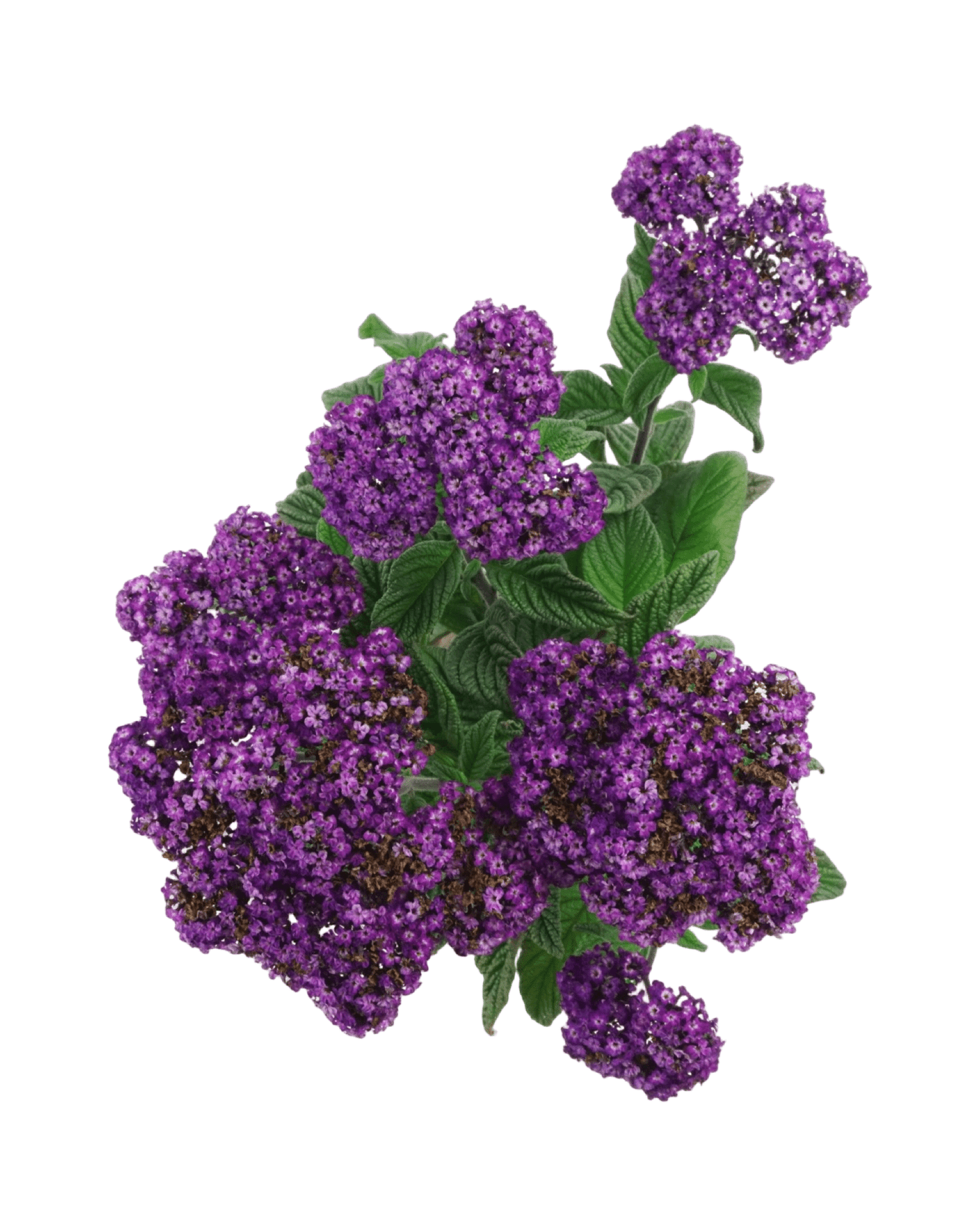 Heliotrope 'Fragrant Delight' - The Garden Corner