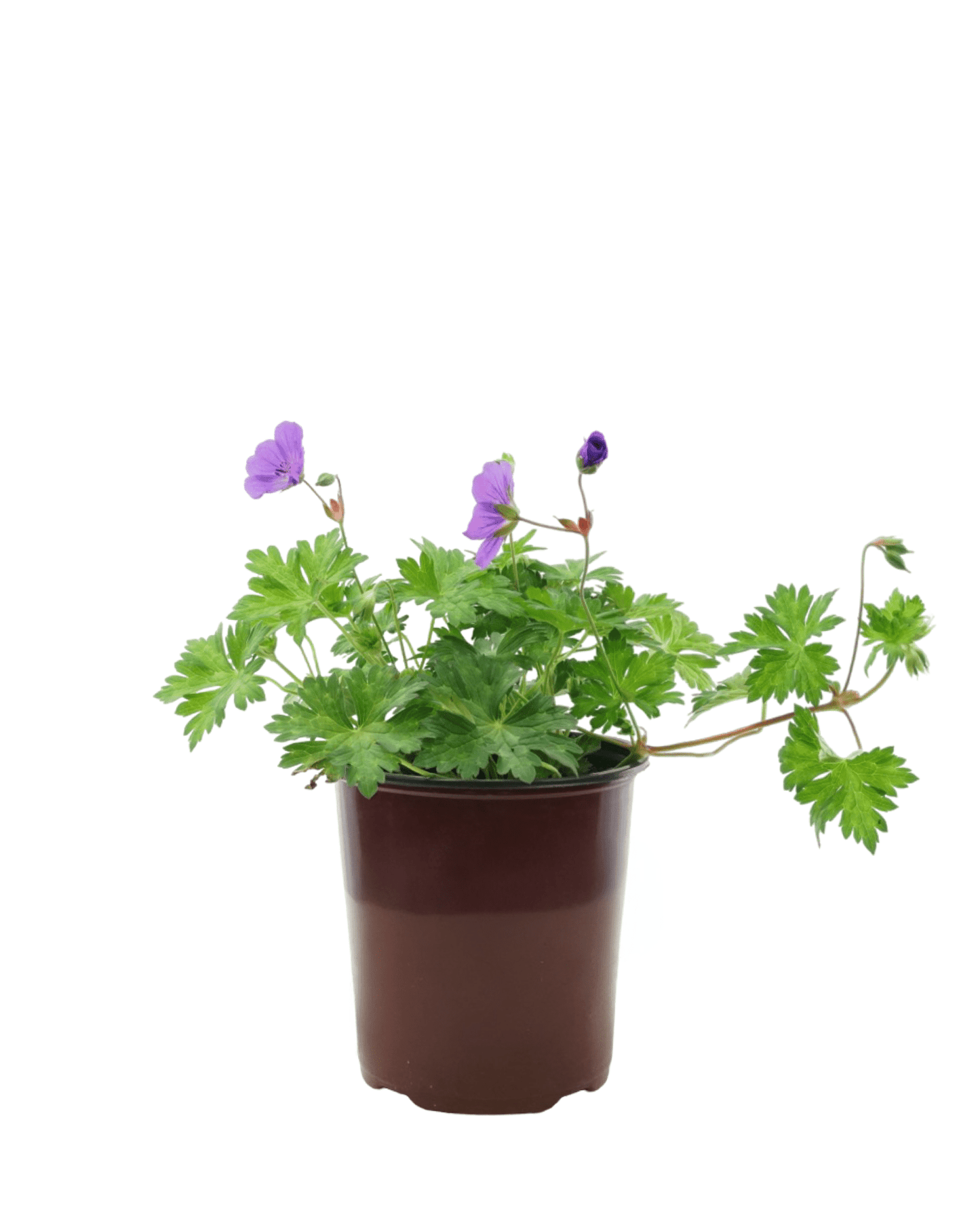 Geranium 'Rozanne' - The Garden Corner