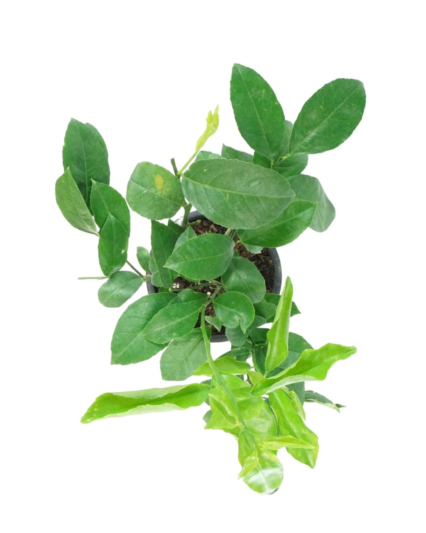 Citrus limon 'Improved Meyer Lemon' 1 Gallon - The Garden Corner