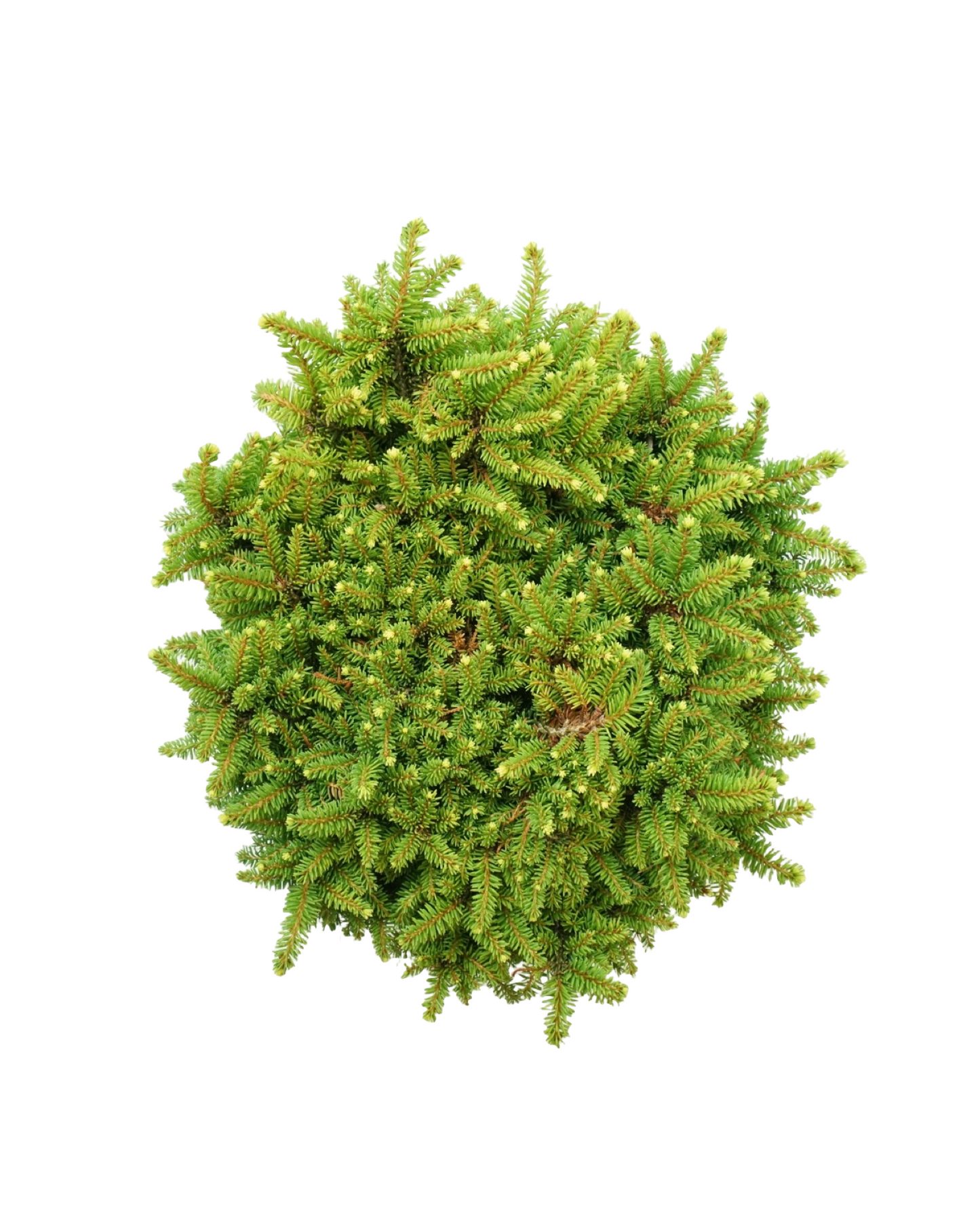 Picea abies 'Little Gem' - Shrubs