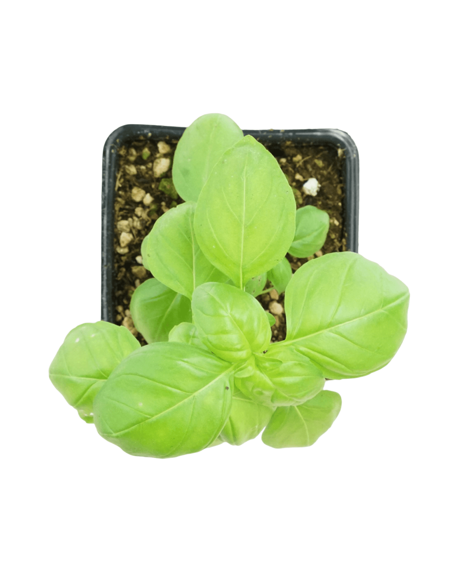 Basil Sweet Italian - The Garden Corner