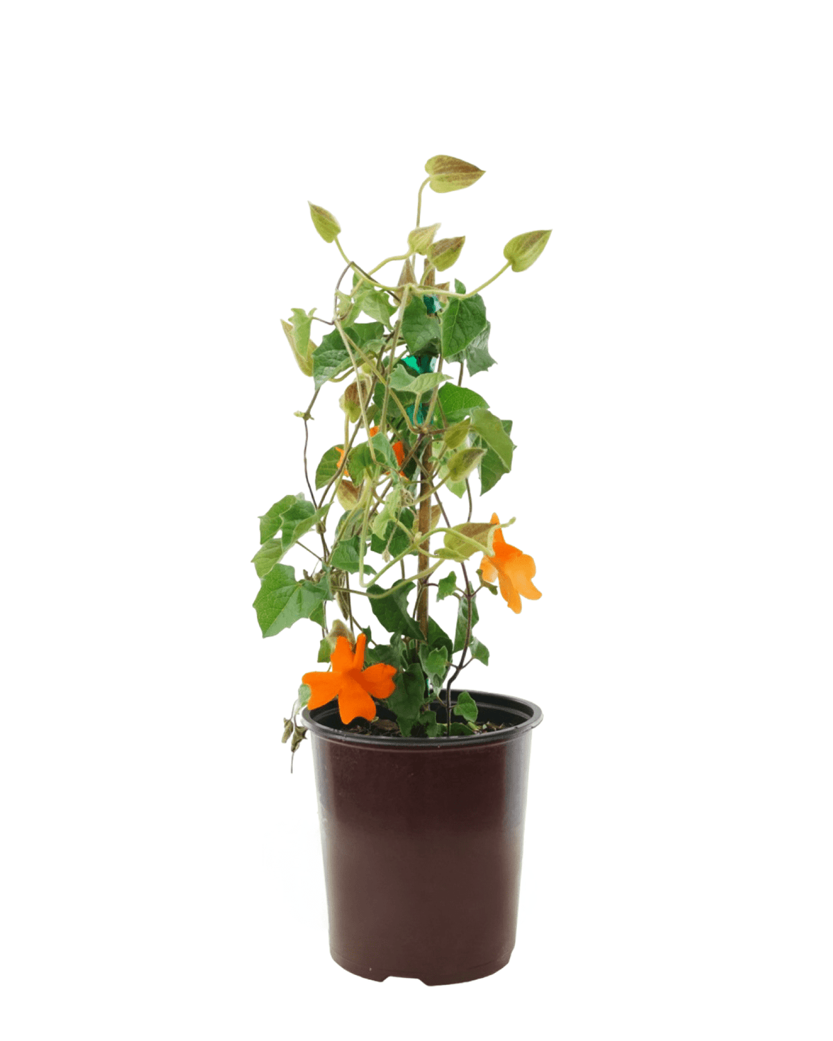 Thunbergia gregorii - Annuals
