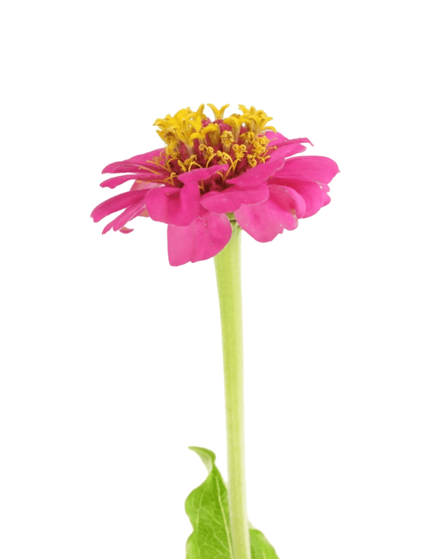 Zinnia Mix 'Cut And Come Again' - The Garden Corner