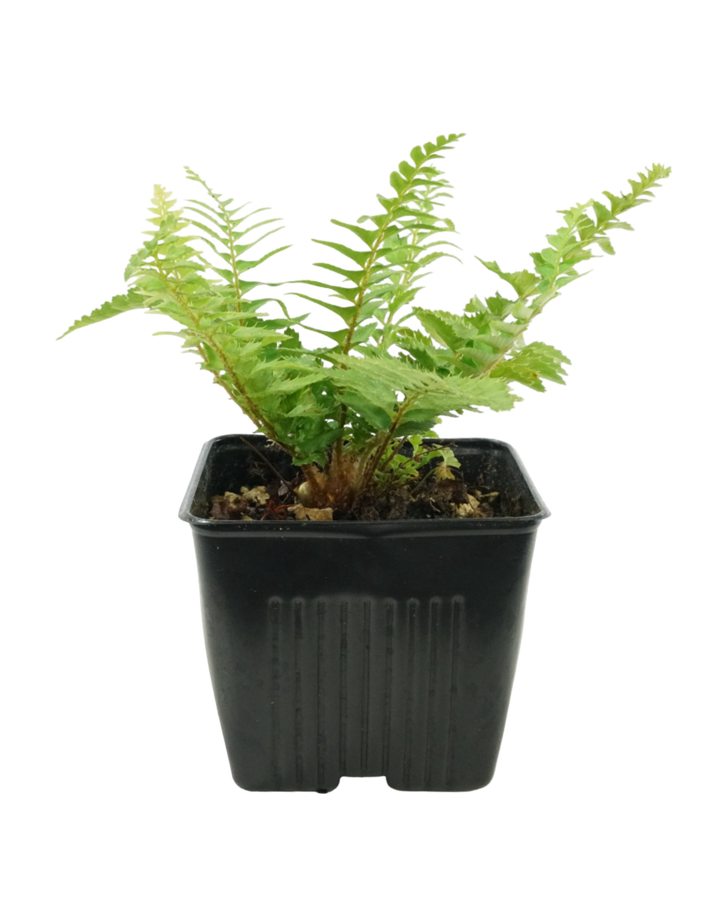 Polystichum munitum 'Western Sword Fern'