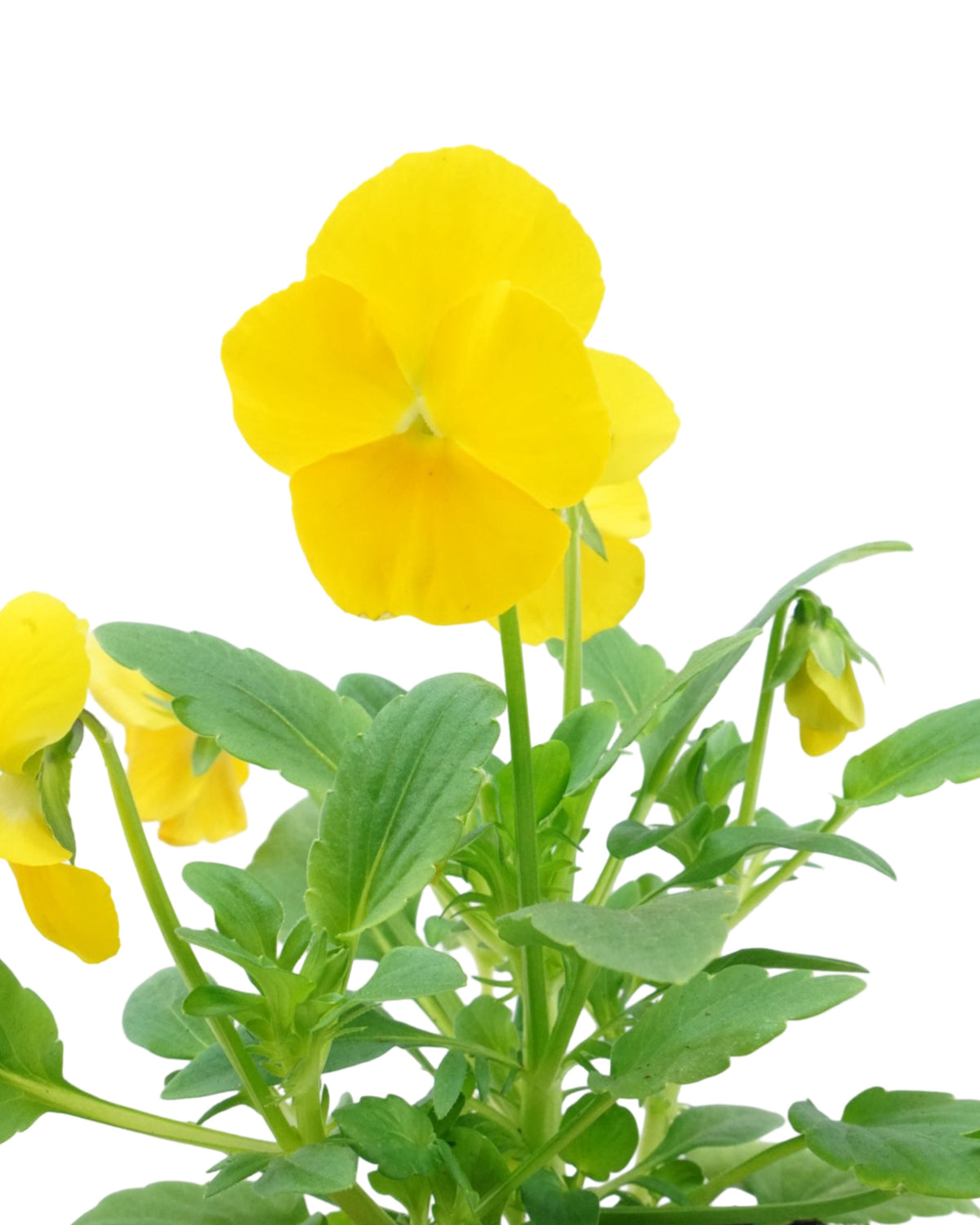 Pansy - Seasonal Plant