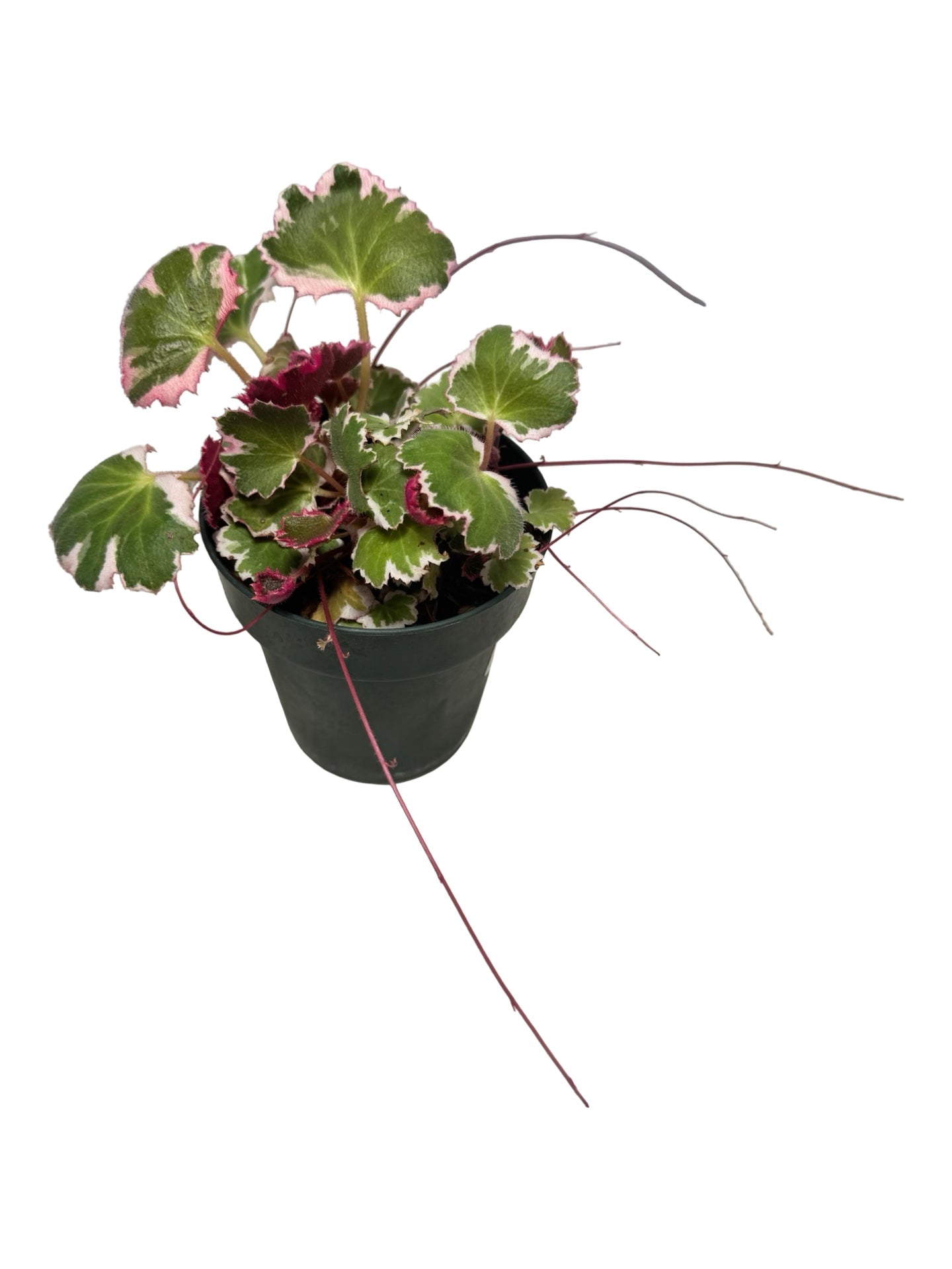 Saxifraga stolonifera 'Tricolor' – The Garden Corner