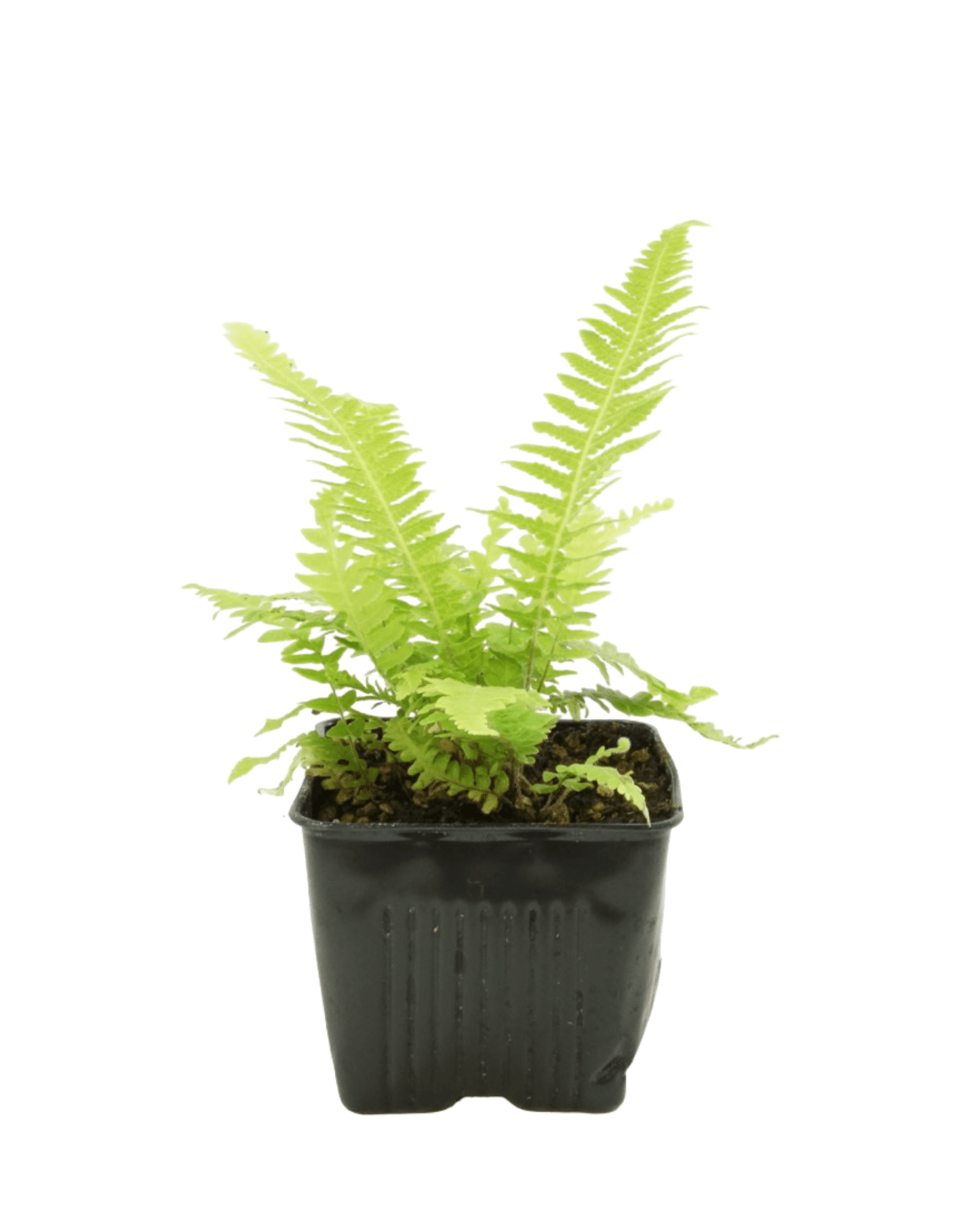 Thelypteris decursive - pinnata - The Garden Corner