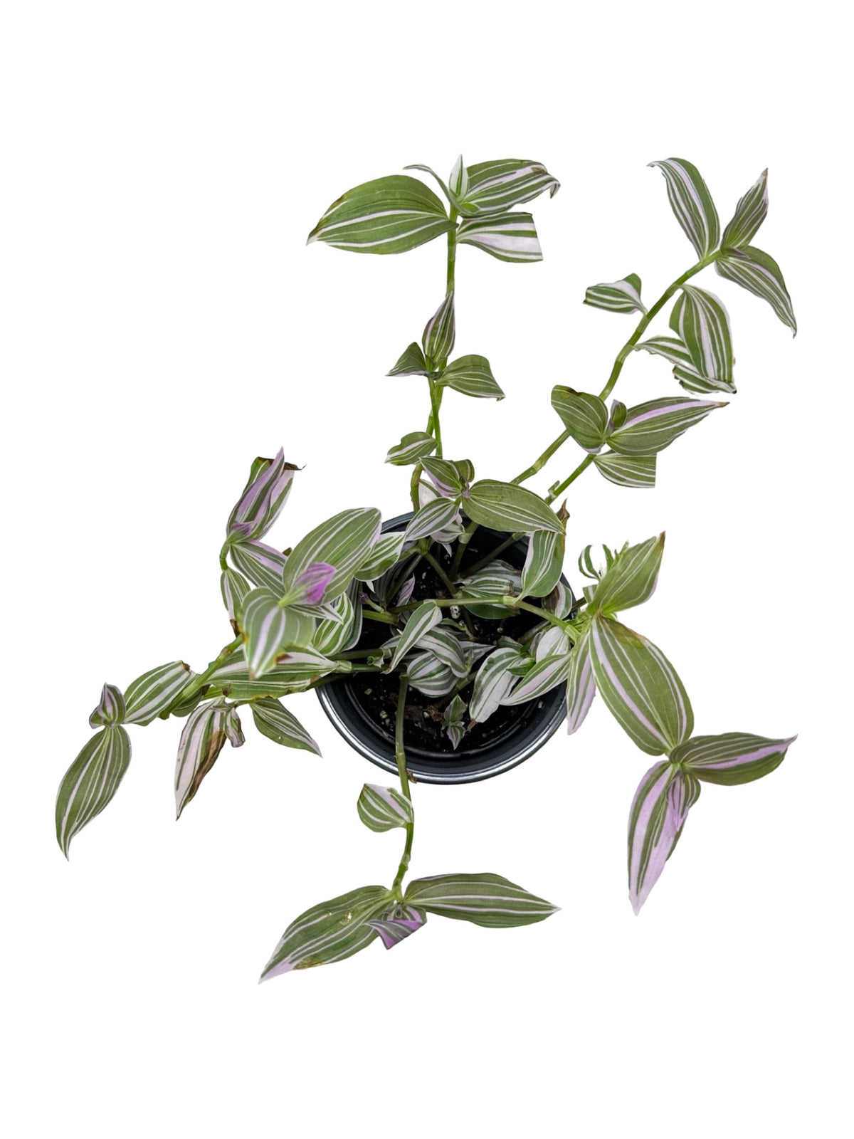 Tradescantia 'Pink Lollipop' - House Plants
