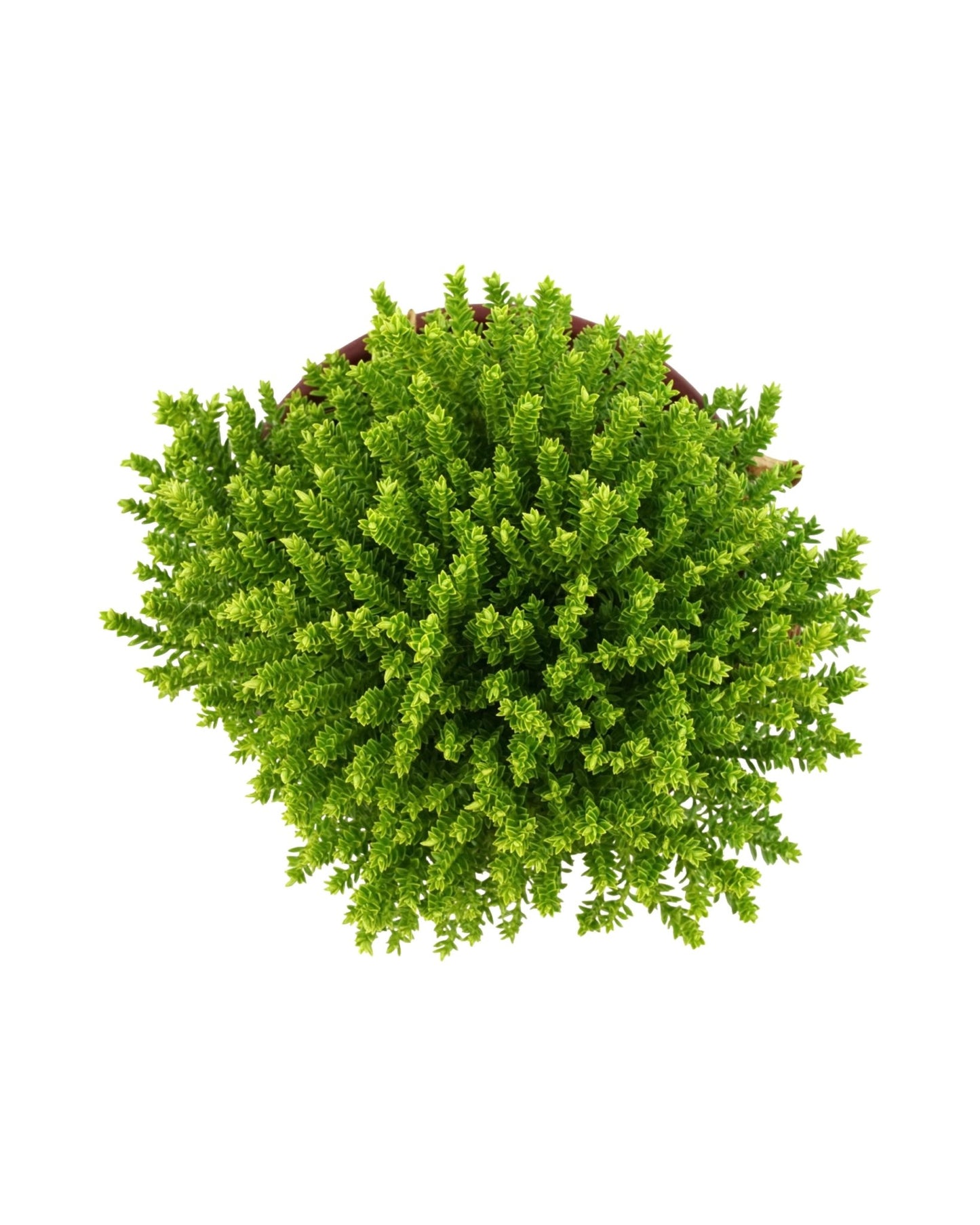 Hebe 'Emerald Gem' - The Garden Corner