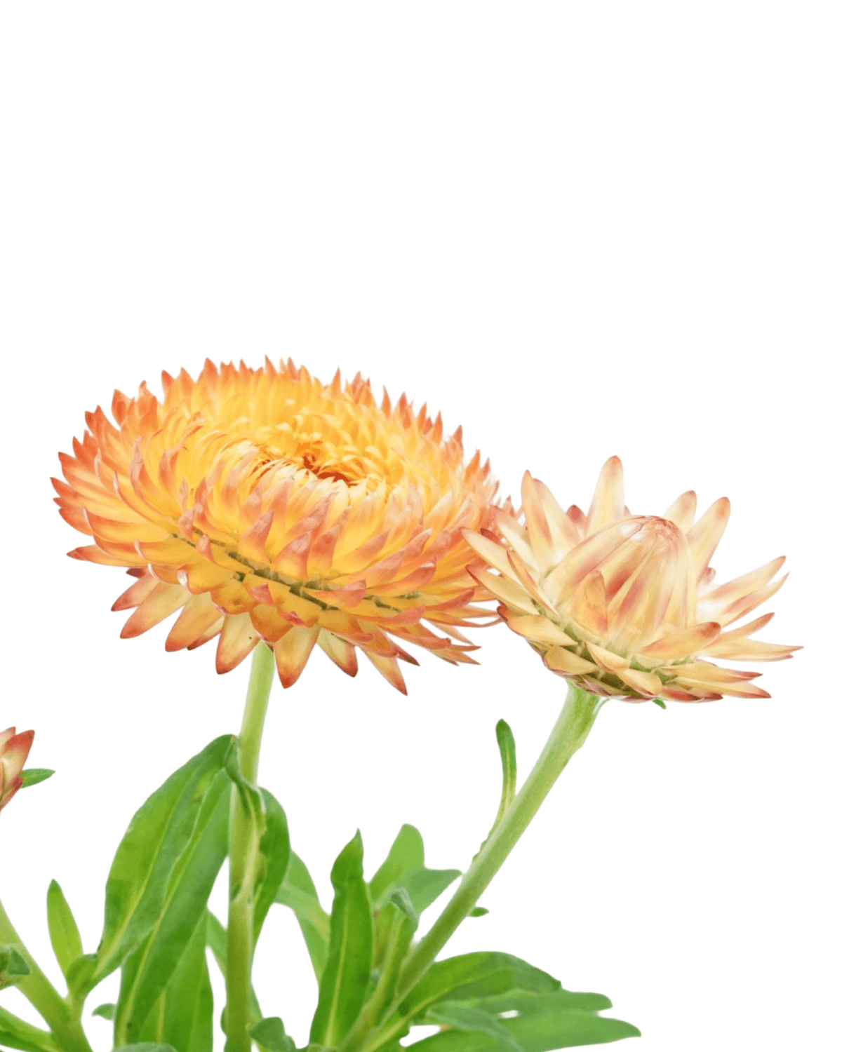 Xerochrysum bracteatum 'Peachy Keen' - Annuals