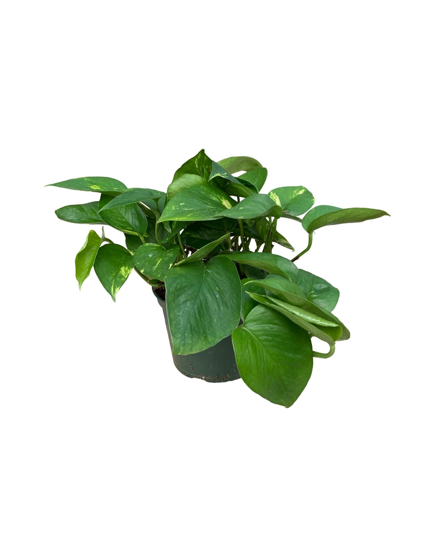 Epipremnum 'Golden' (Pothos)