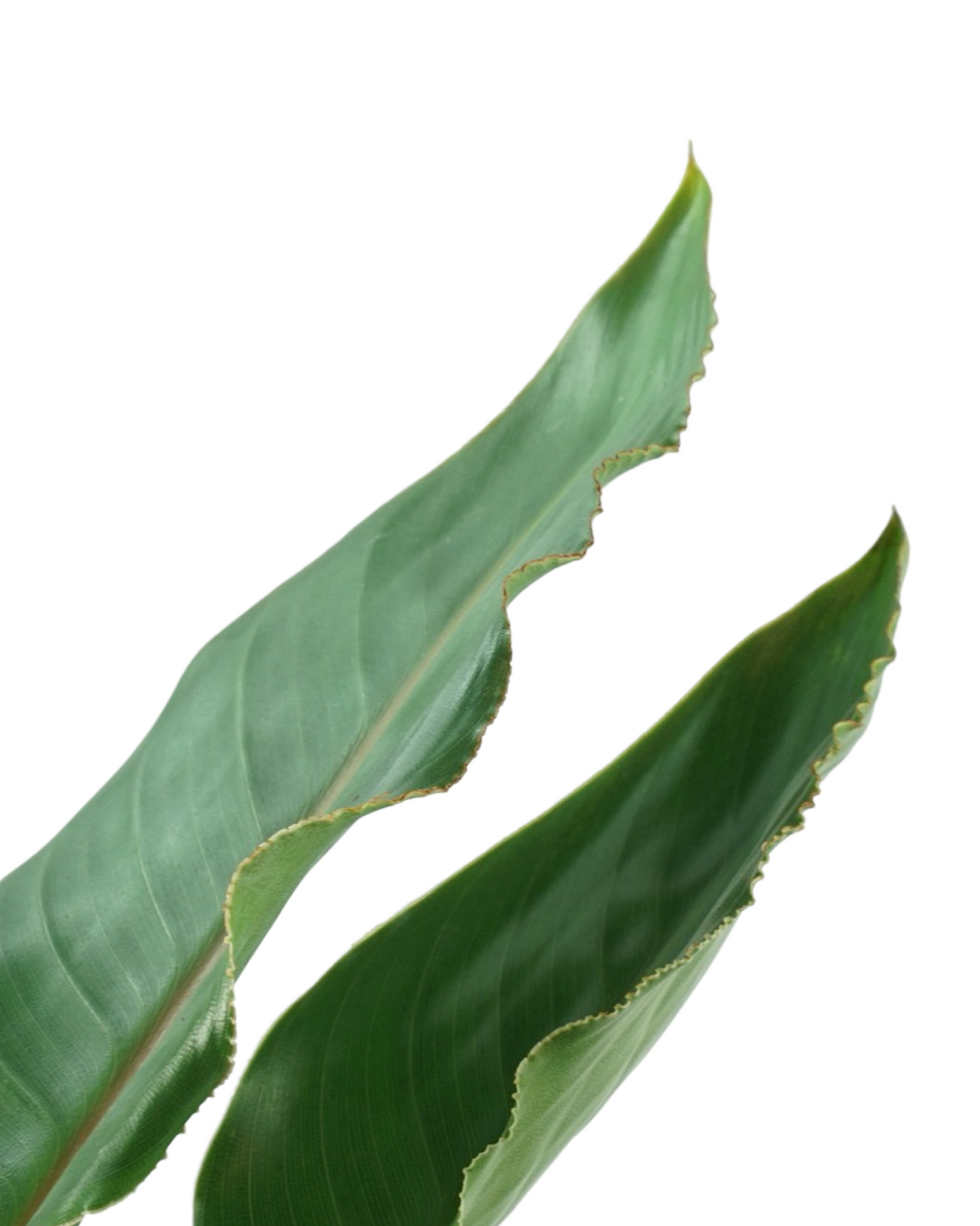 Strelitzia nicolai