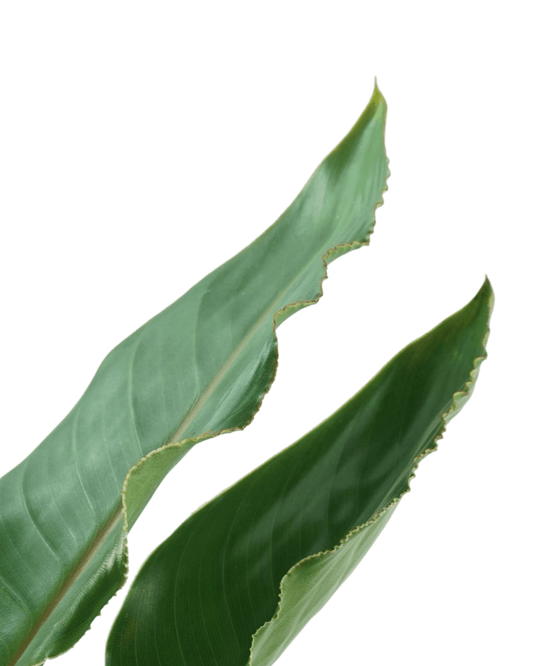 Strelitzia nicolai - The Garden Corner