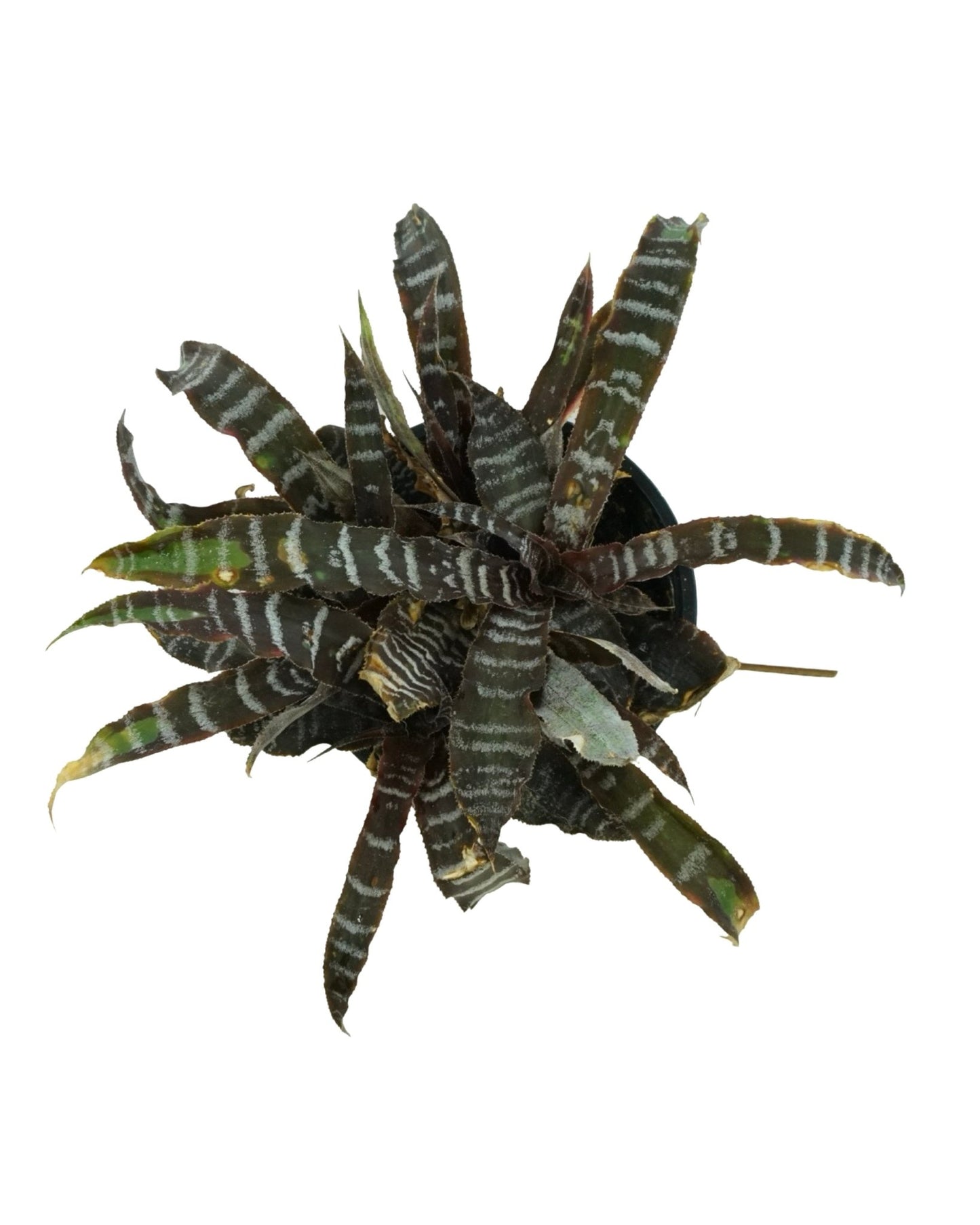 Cryptanthus zonatus 'Zebrinus' Quart - The Garden Corner