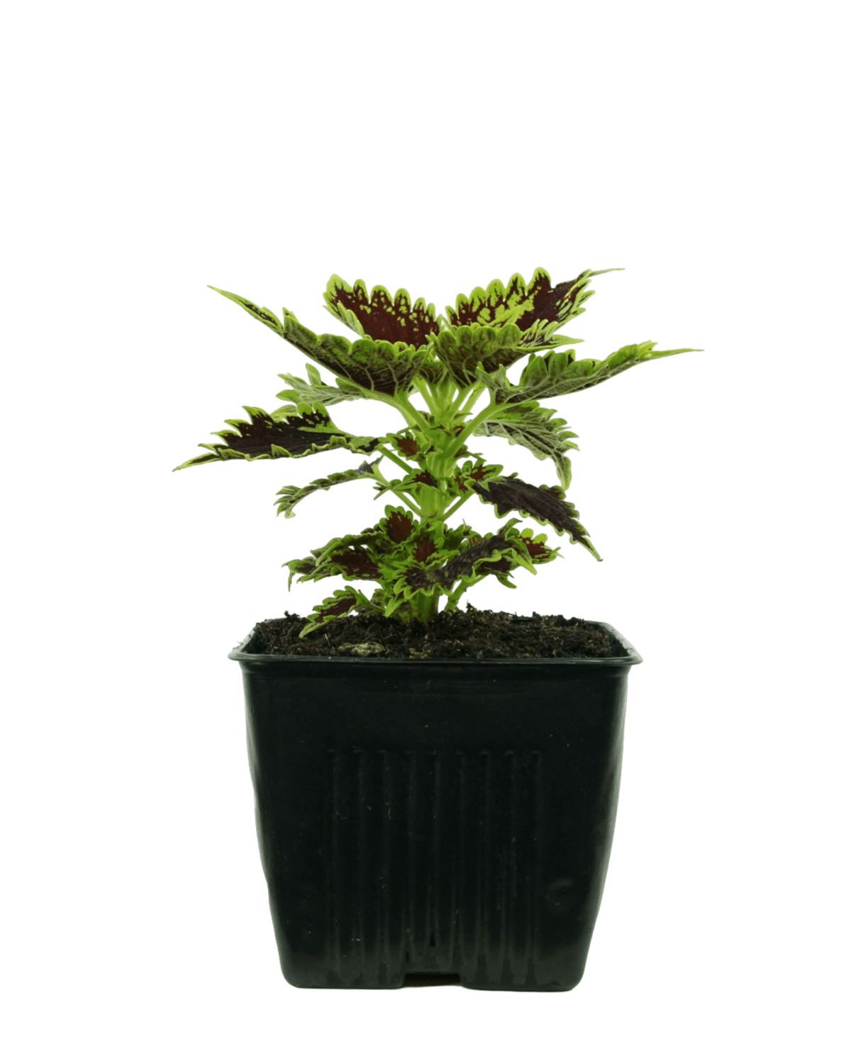 Coleus 'Bourbon Street' - Annuals