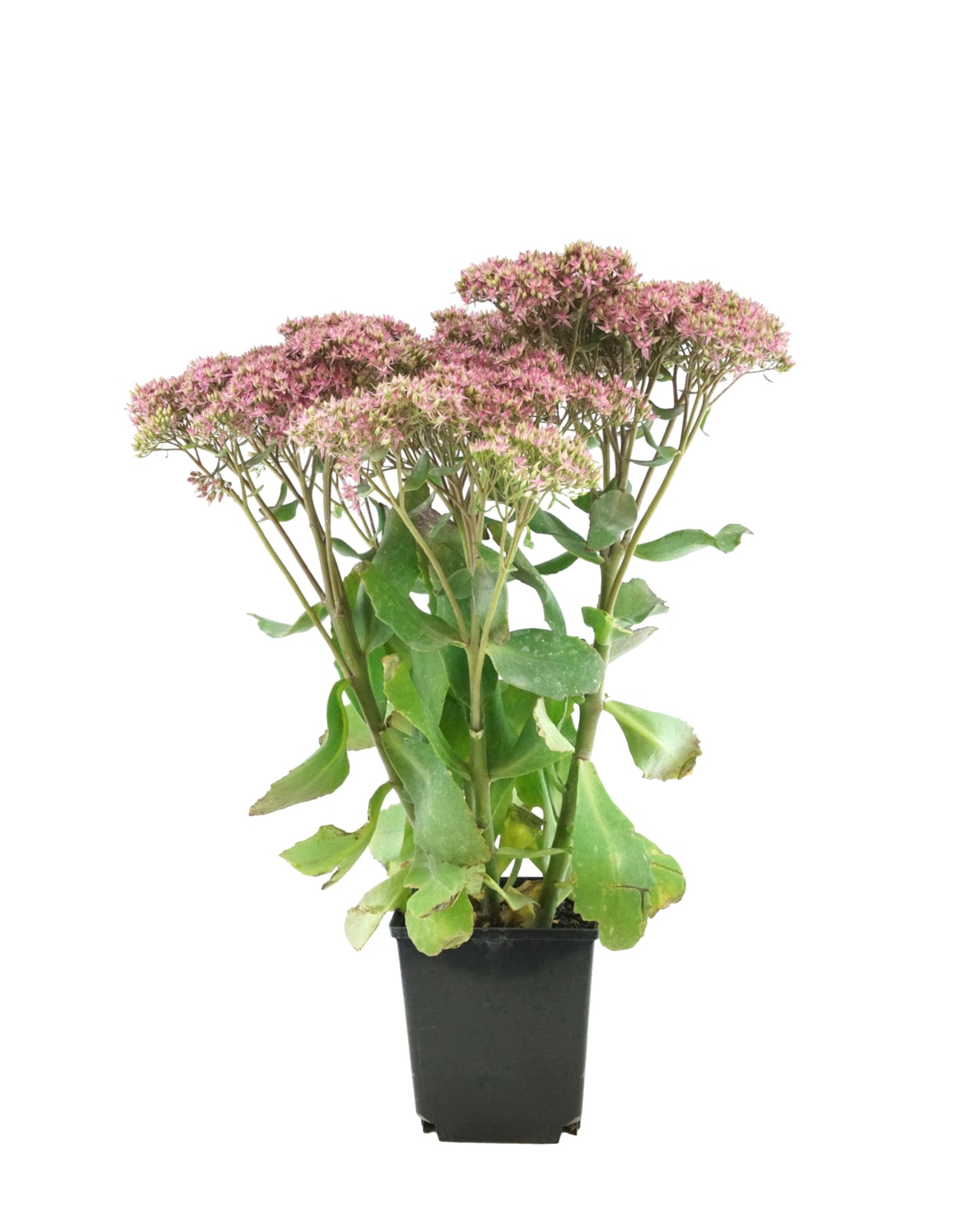 Sedum 'Mr. Goodbud'