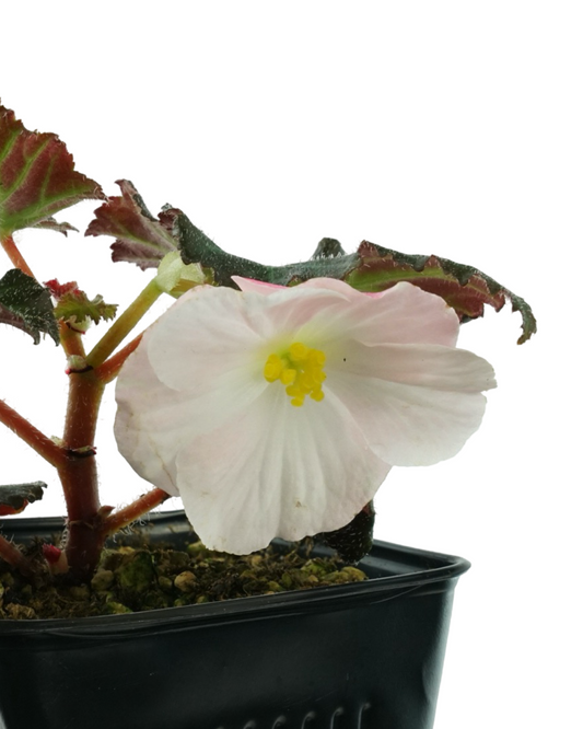 Begonia Nonstop Appleblossom - Annuals