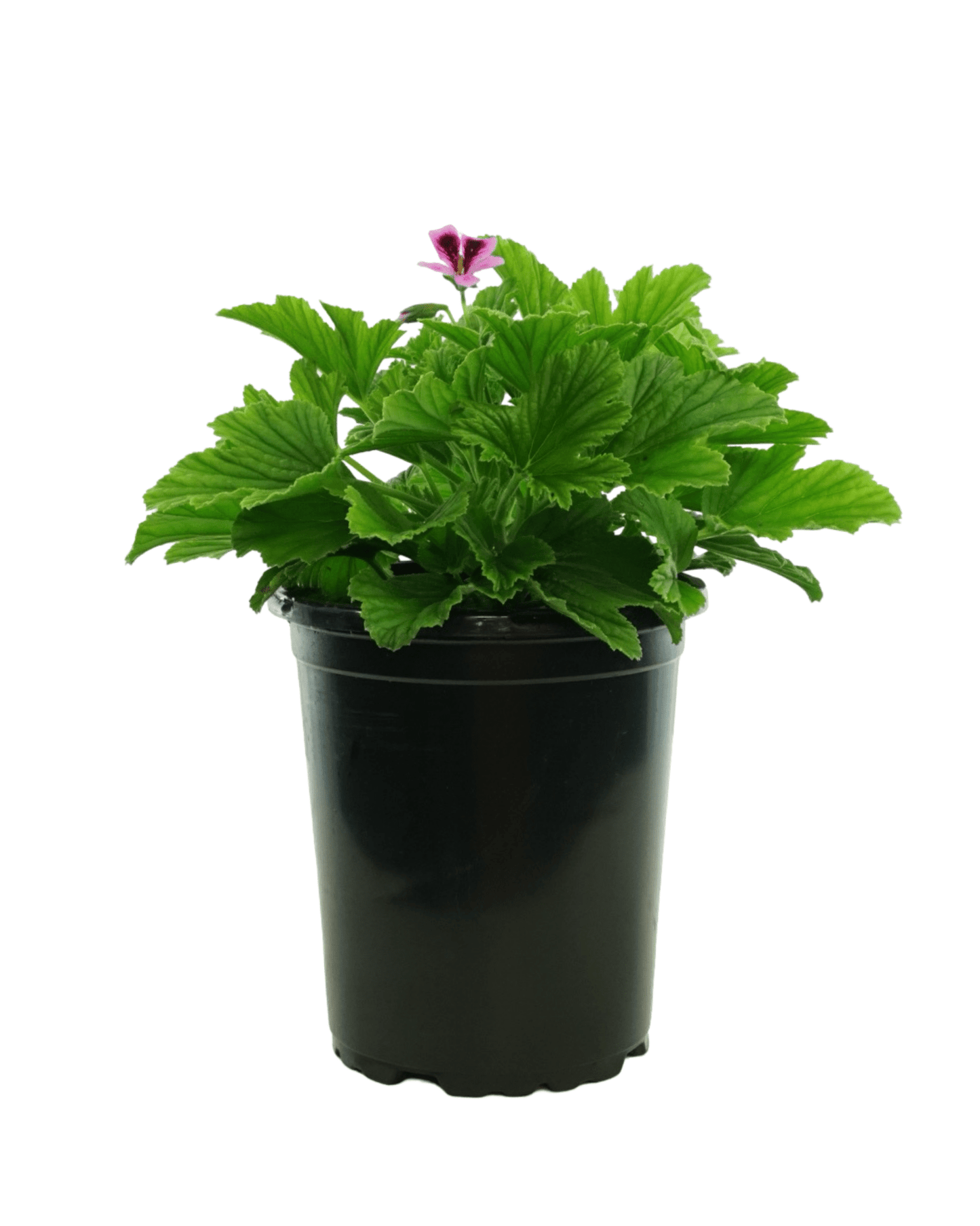 Pelargonium 'Orange Fizz' - The Garden Corner