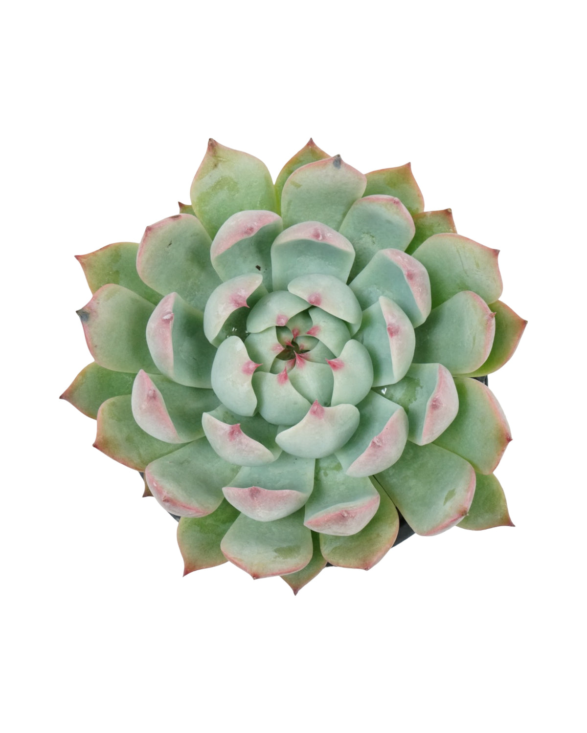 Echeveria 'Parva' - House Plants