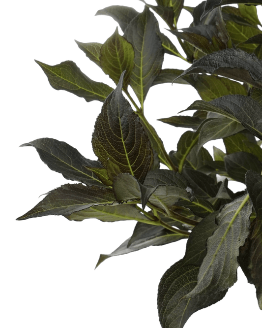 Weigela florida 'Dark Horse' - The Garden Corner