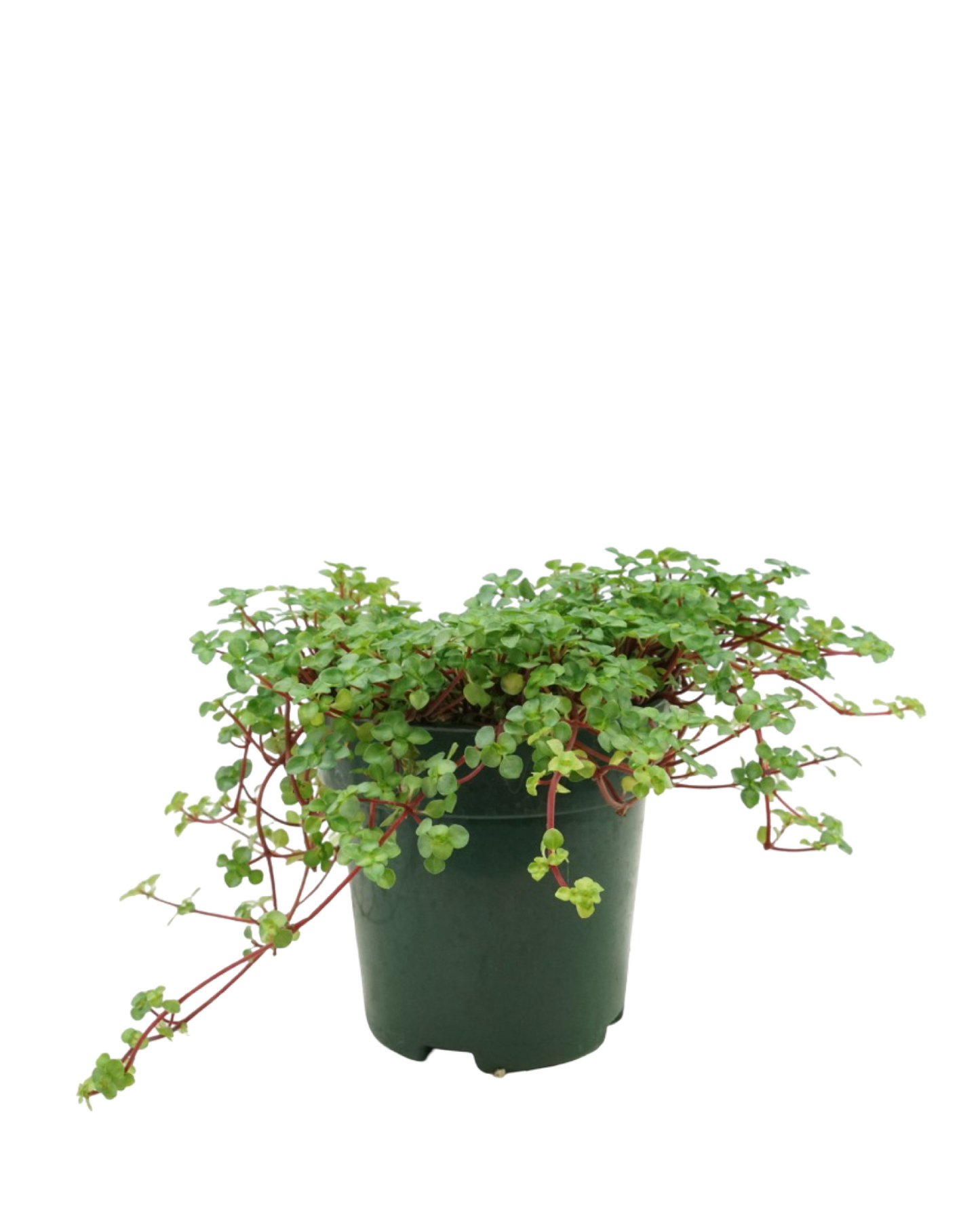 Pilea glauca 'Aquamarine'