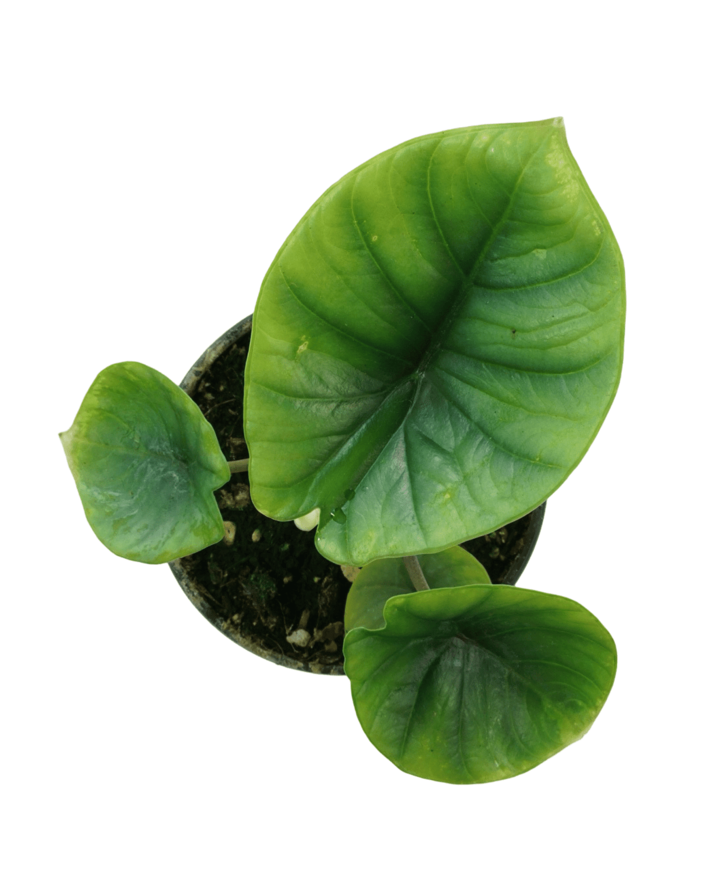 Alocasia bisma - The Garden Corner