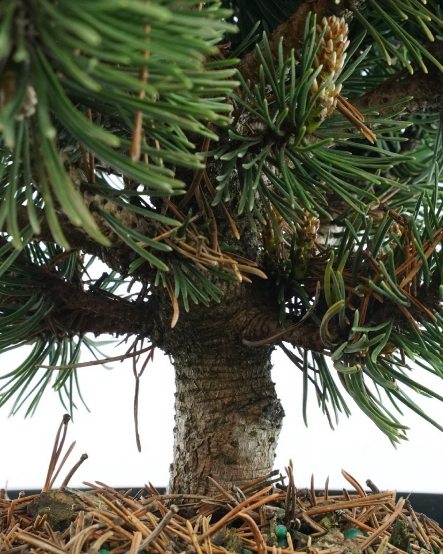 Pinus mugo 'Sherwood Compact'