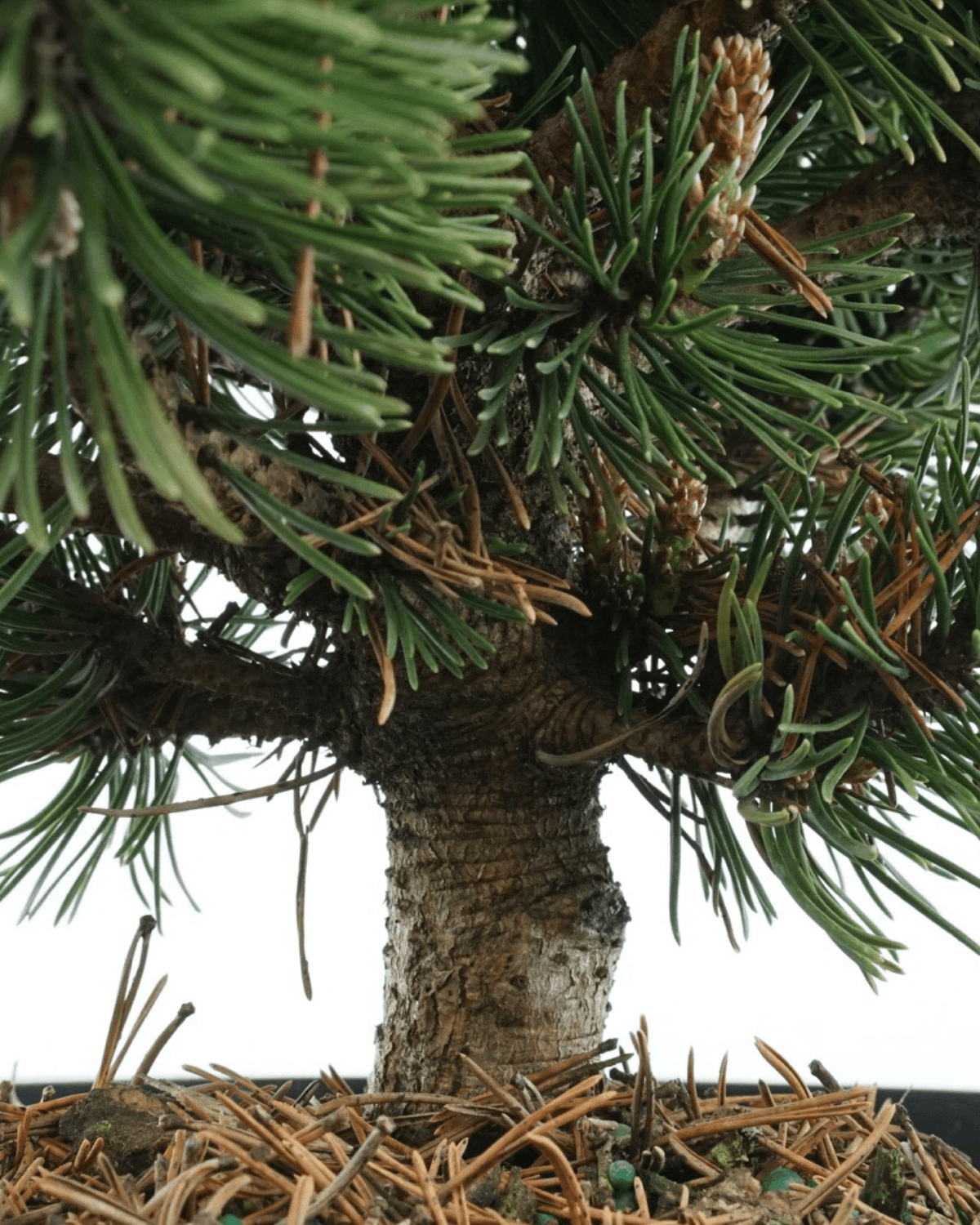 Pinus mugo 'Sherwood Compact' - Shrubs