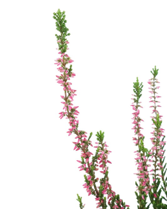 Calluna vulgaris 'Melina Lights'