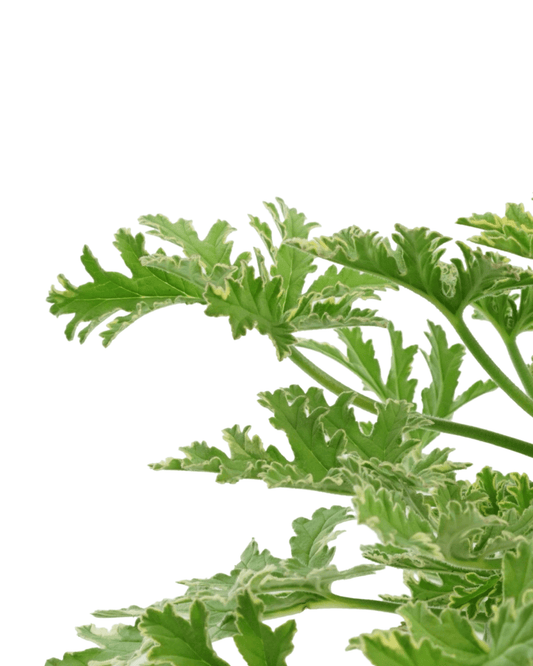 Pelargonium 'Lady Plymouth' - The Garden Corner