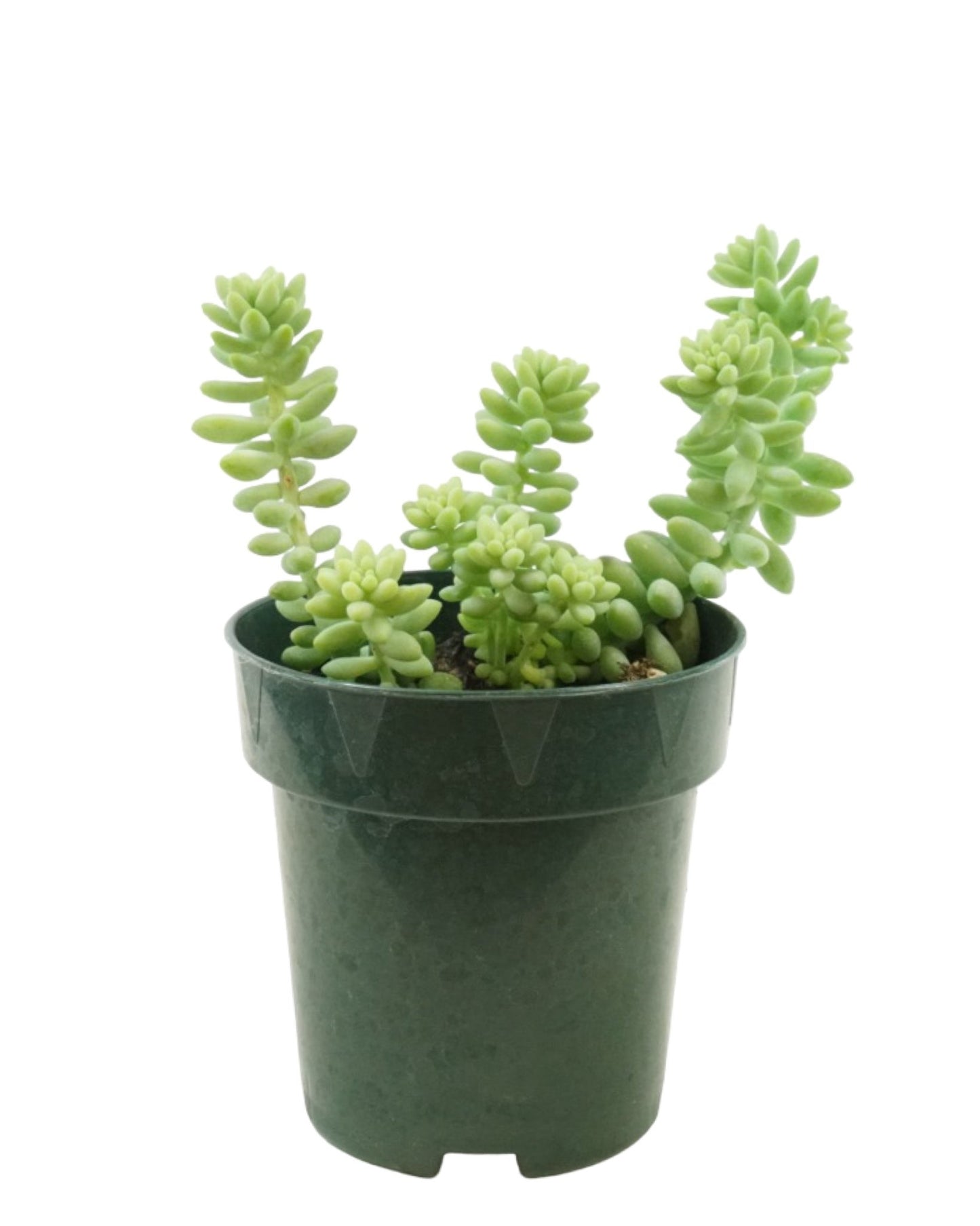 Sedum Morganianum - The Garden Corner