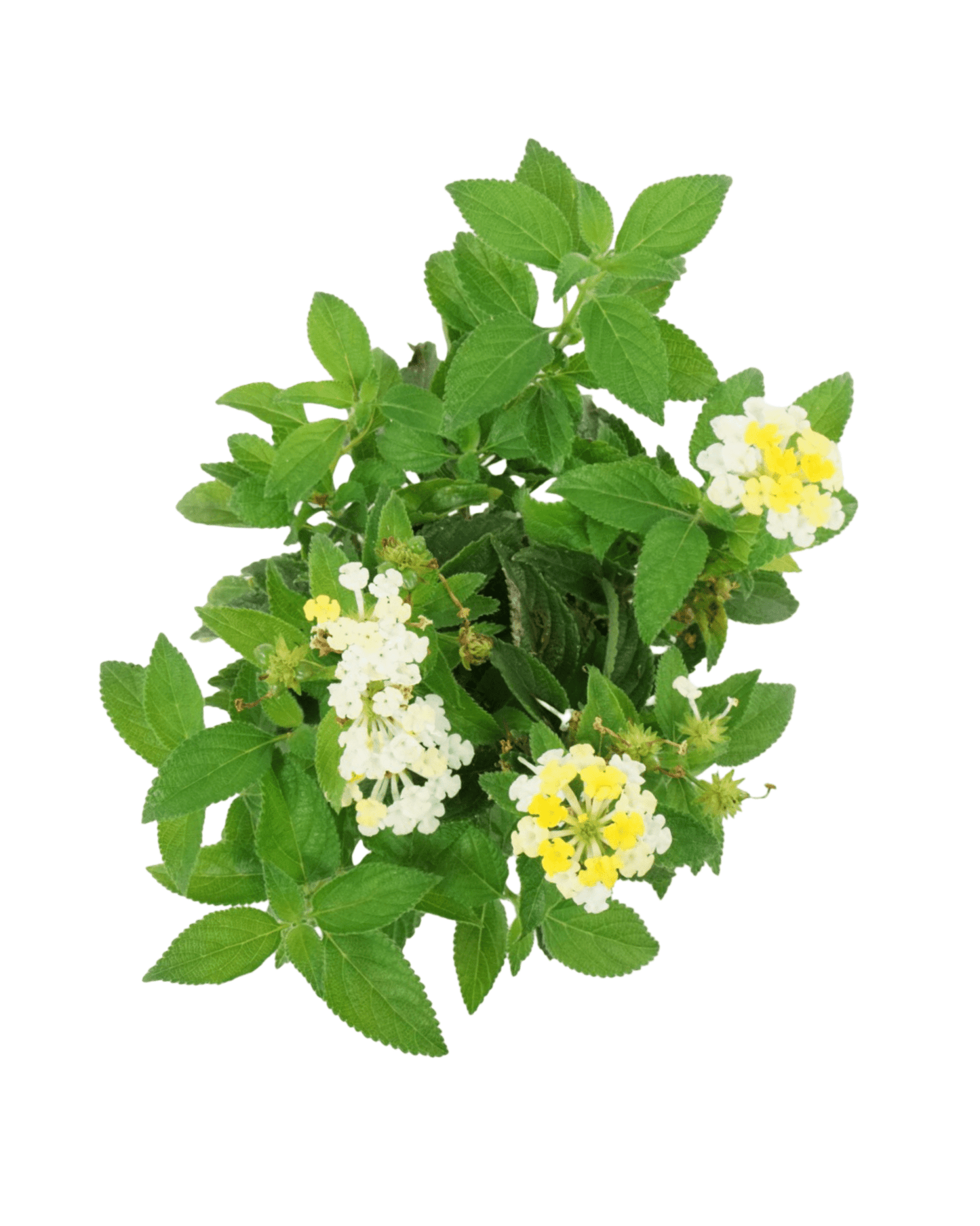 Lantana 'Bandana Lemon Zest' - The Garden Corner